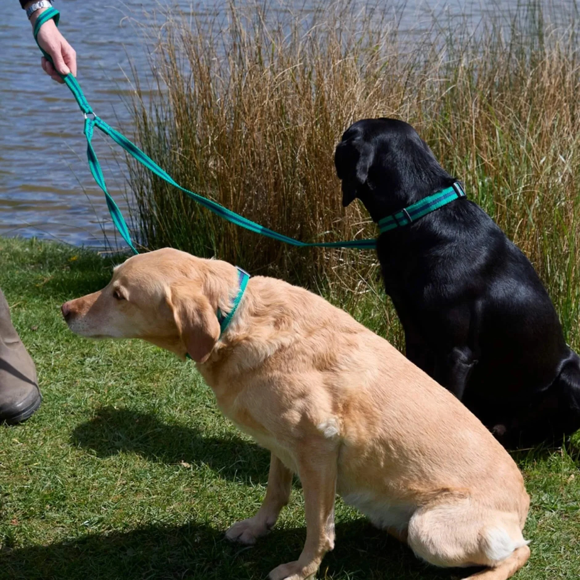 yellow Labrador and black lab wearing jade Reg&Bob double leaddouble-jade-lead-reg-and-bob+%281%29.jpg (Copy)