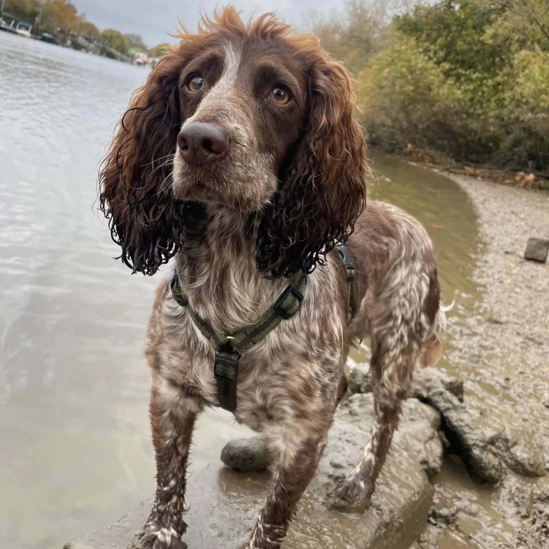 Harness Small/Medium - 7 colours