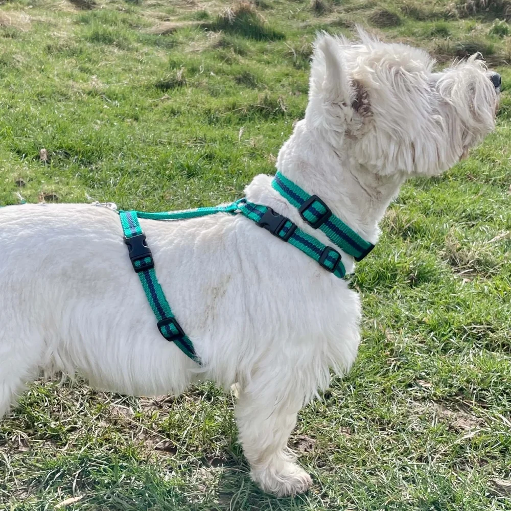 Y shaped dog harness — Reg&Bob