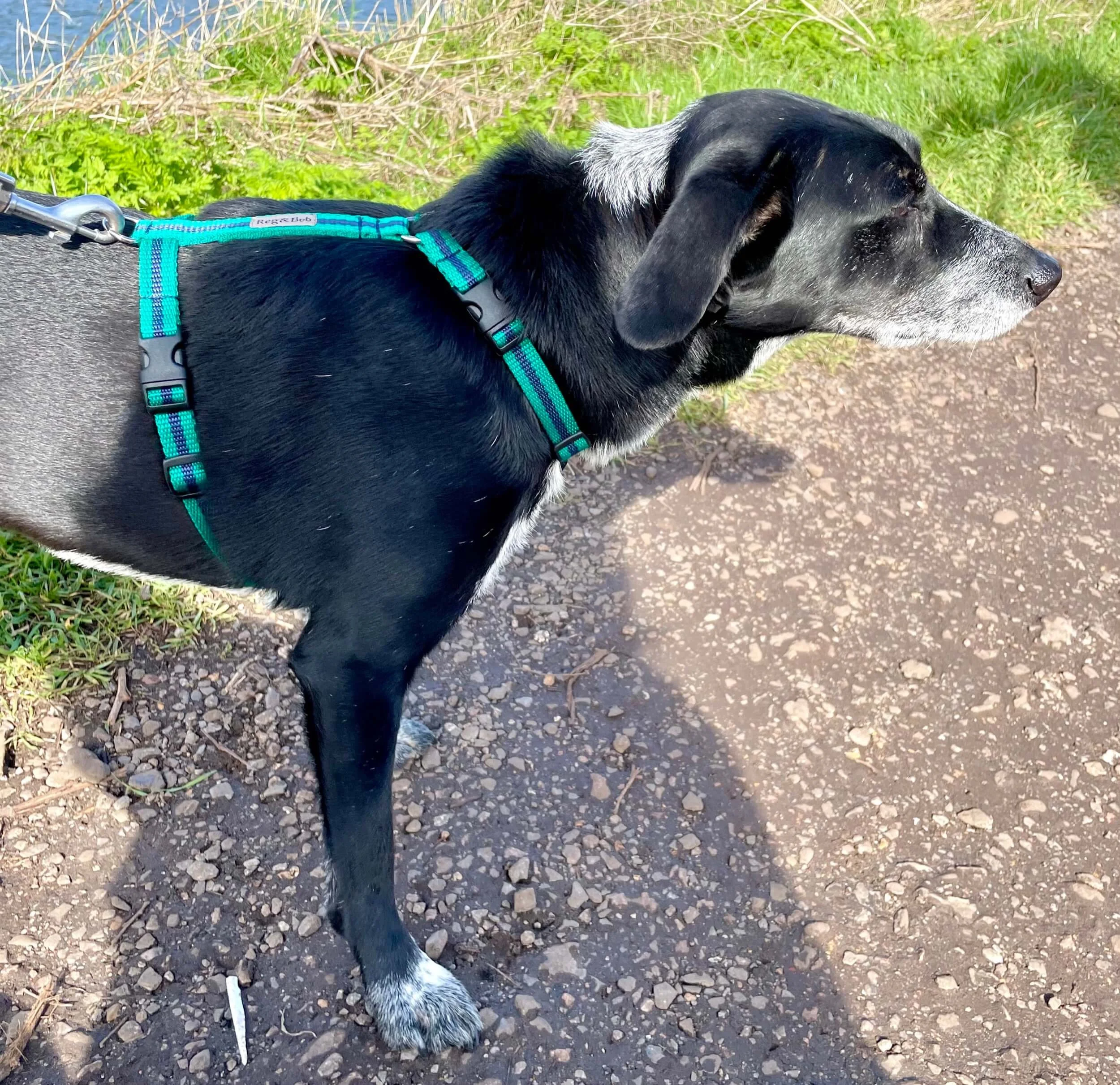 Y shaped dog harness — Reg&Bob