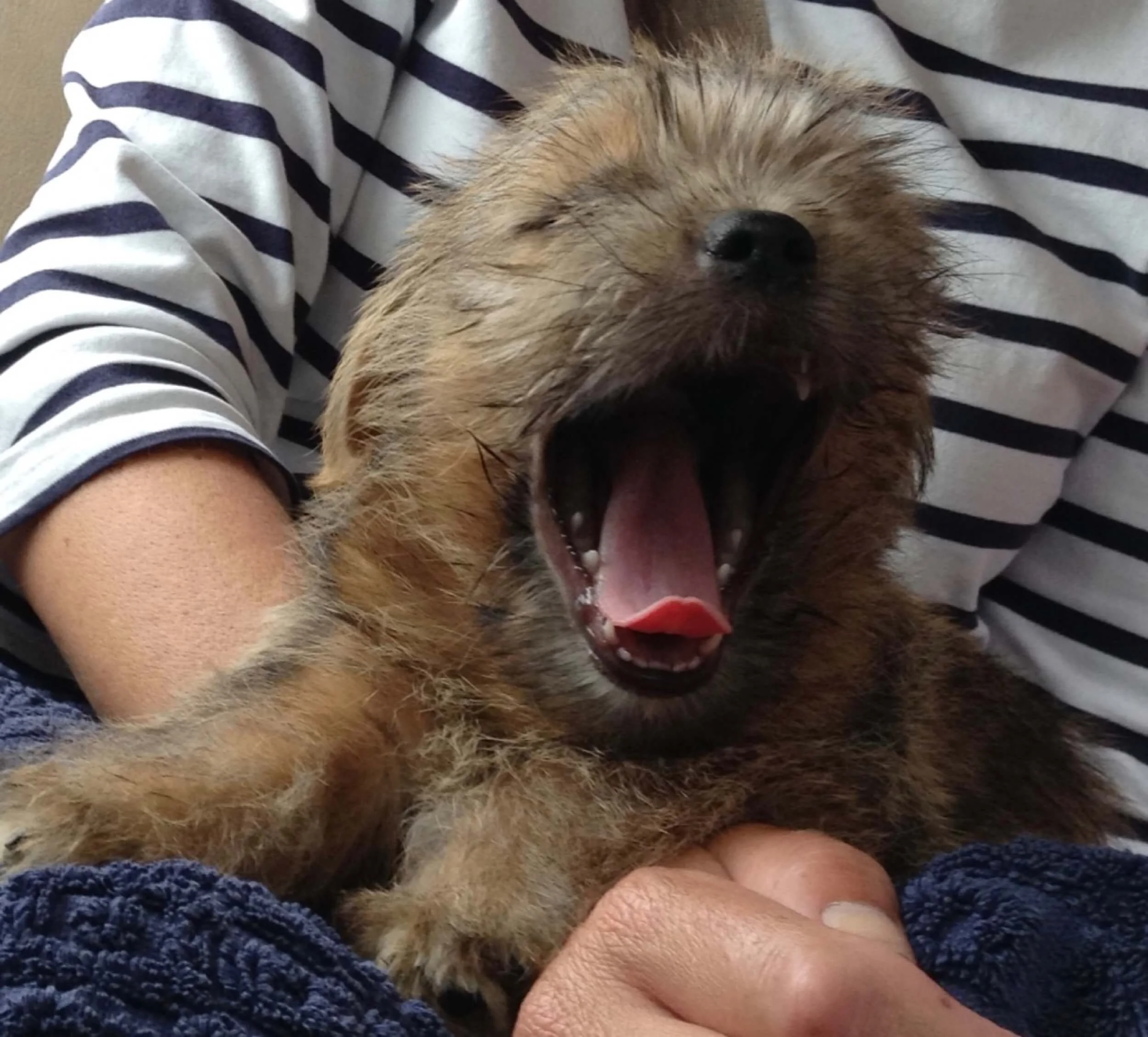 Essential new puppy kit - what to buy