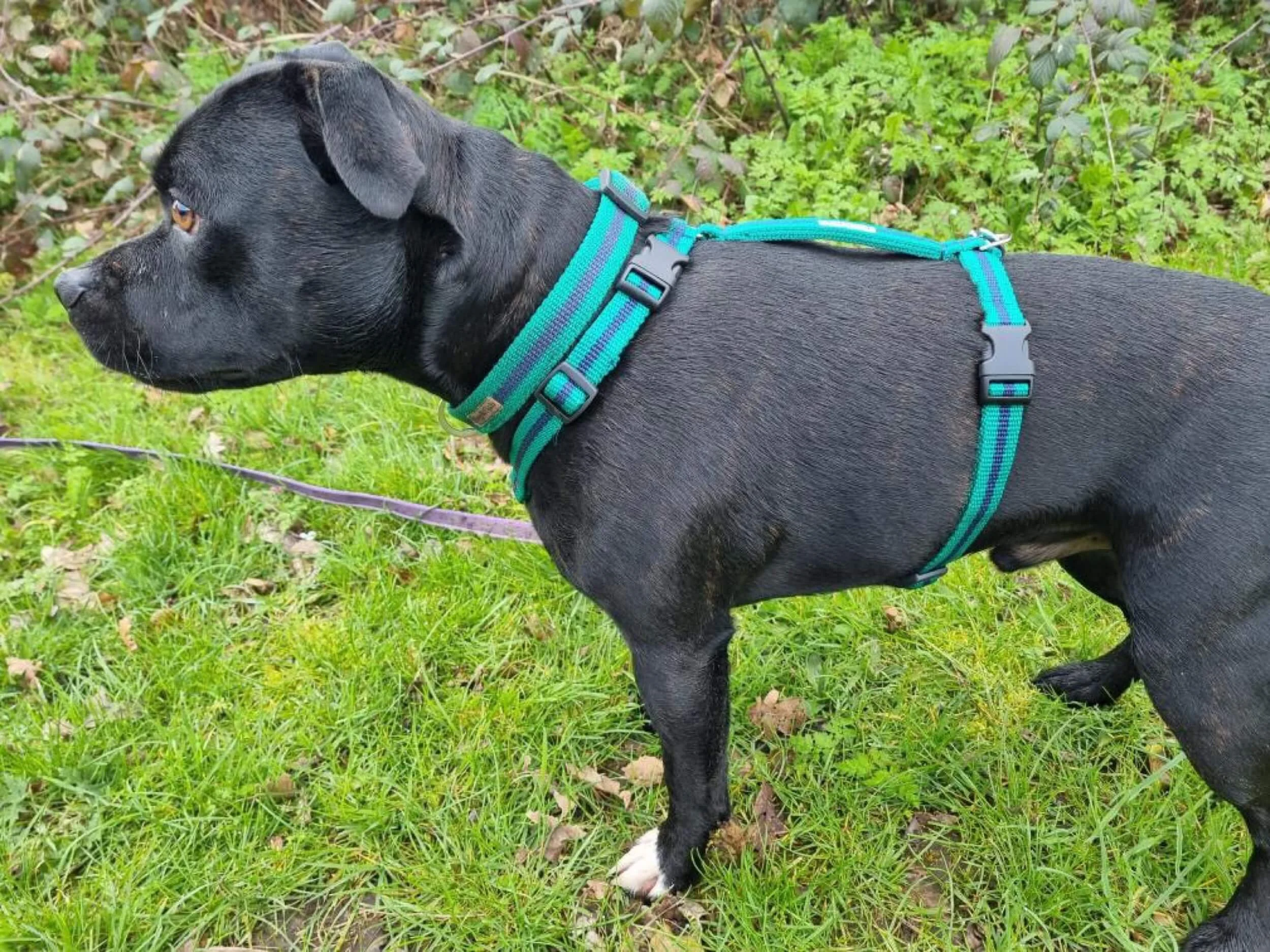 Bob Harness Razorbacks lightweight and easy to wear expert designed dog harness — Reg&Bob