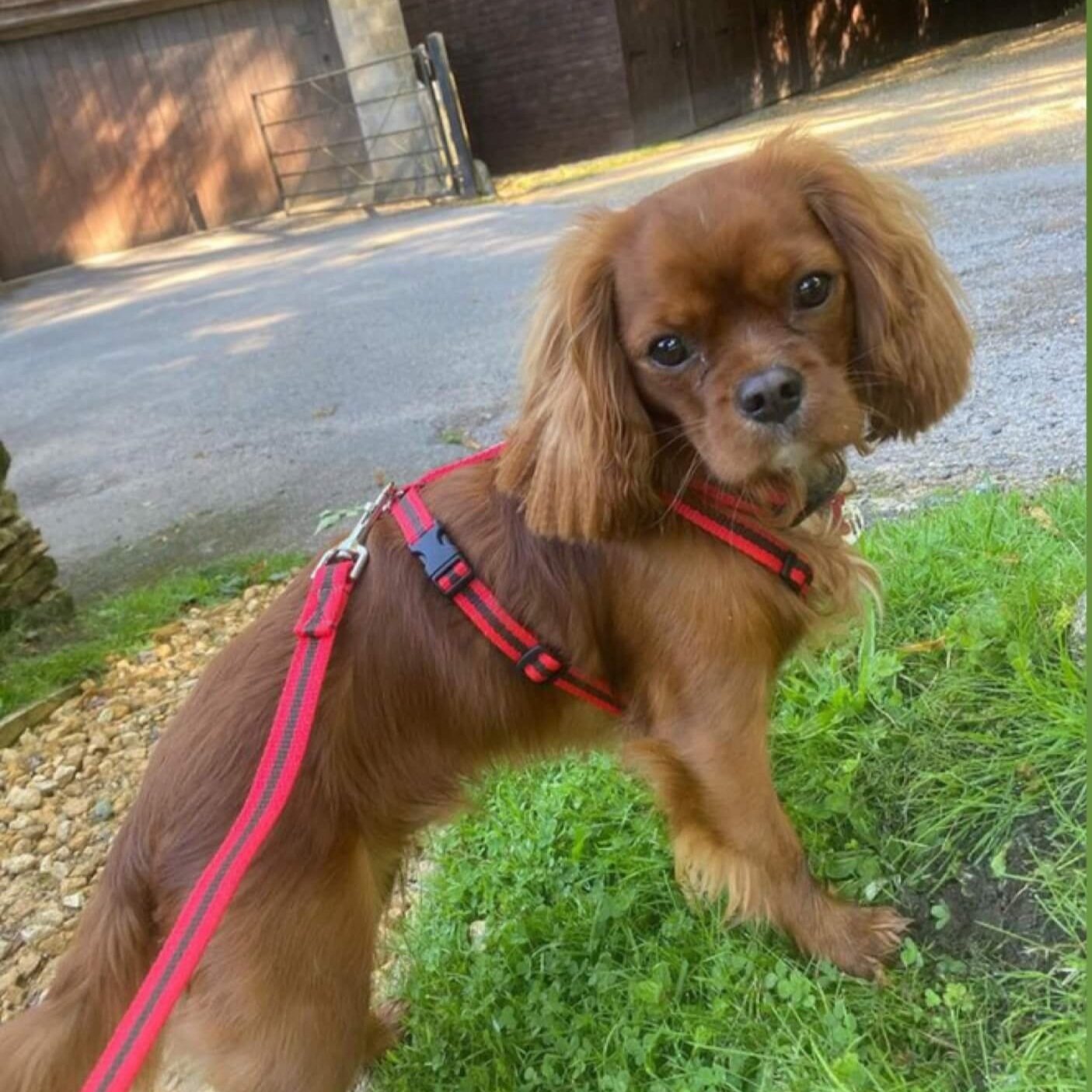 King-Charles-spaniel-in-red-y-shaped-harness-reg-and-bob+%281%29.jpg