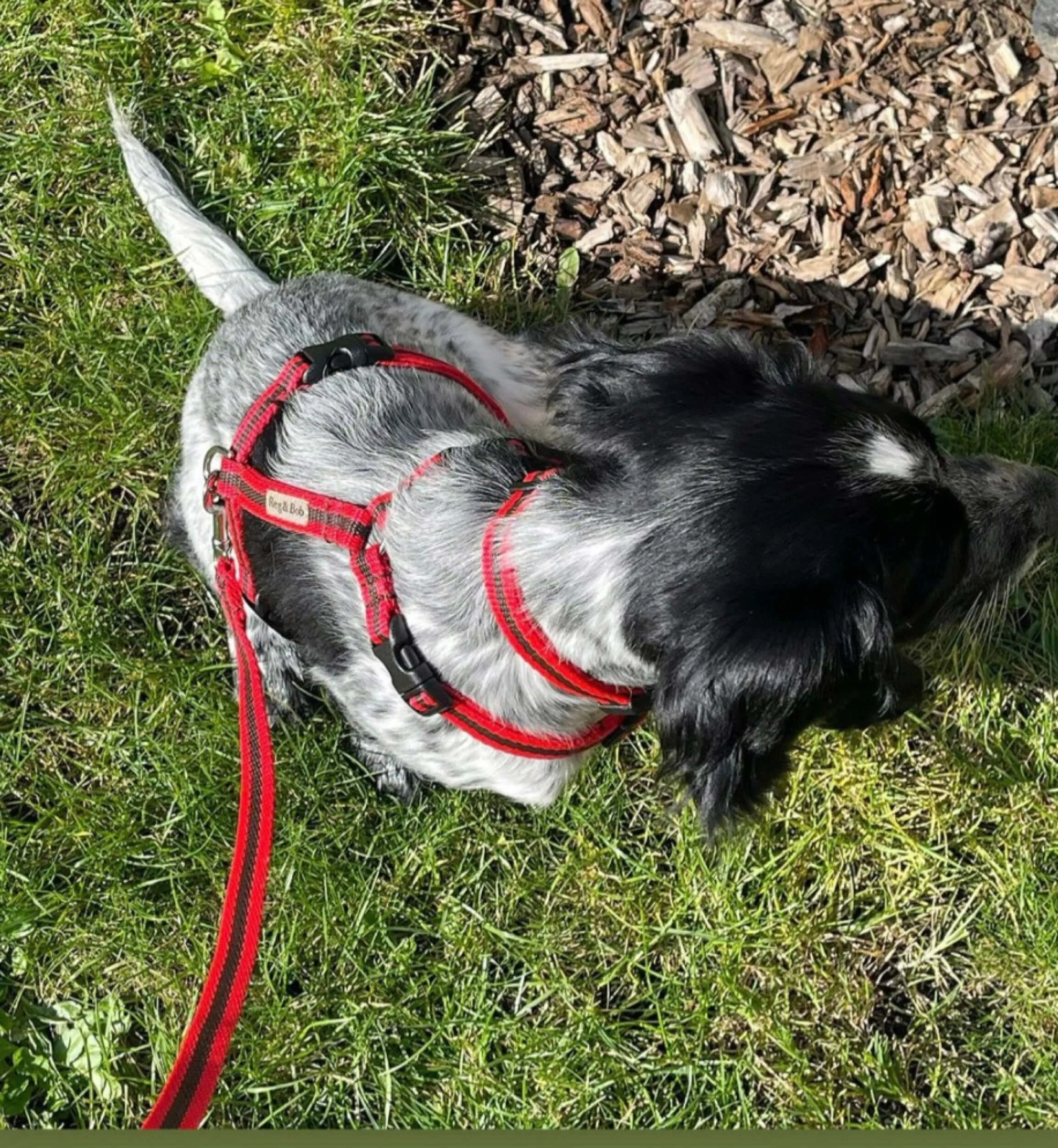 lightweight and easy to wear expert designed dog harness — Reg&Bob