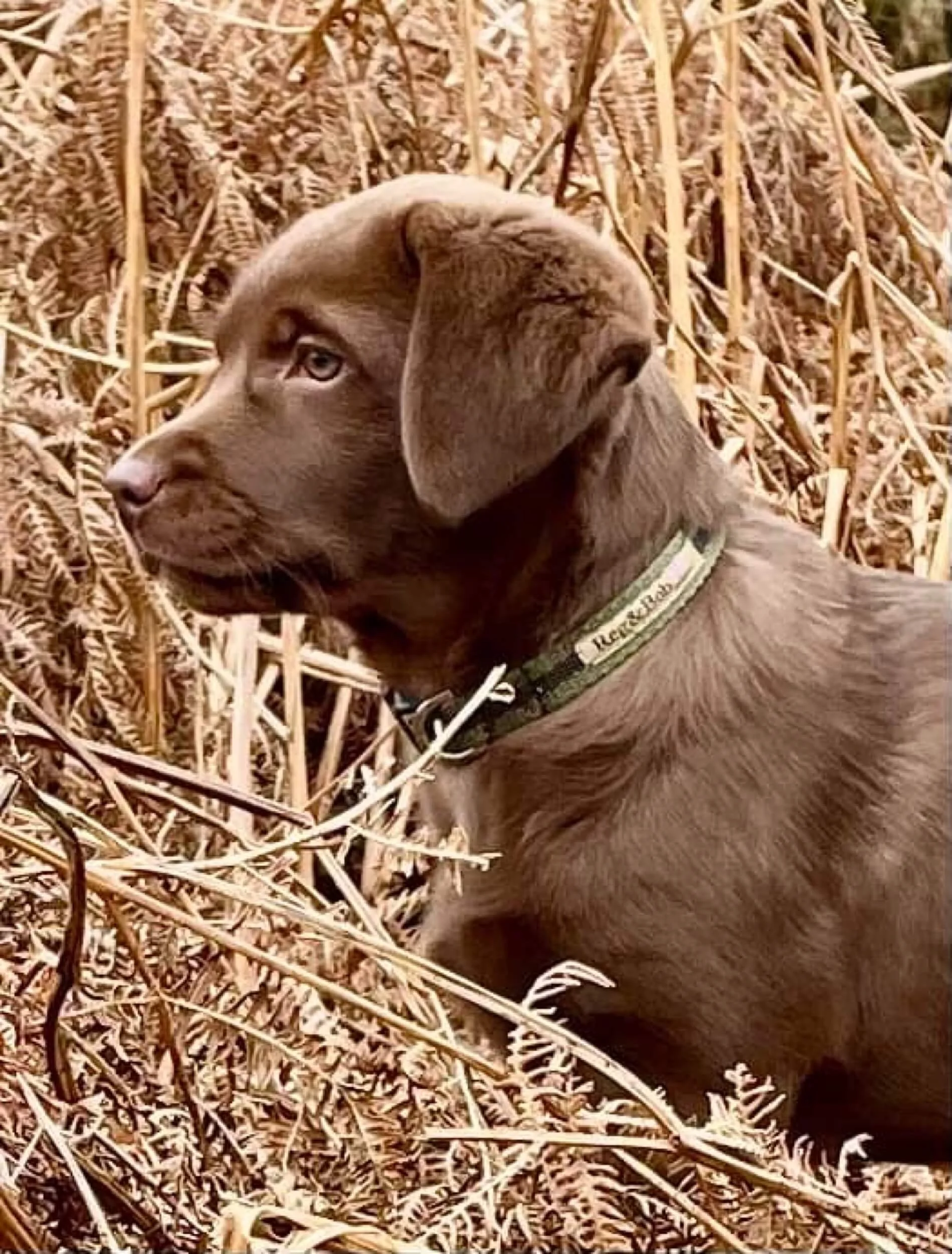 small puppy collar in khaki on chocolate puppy Labrador