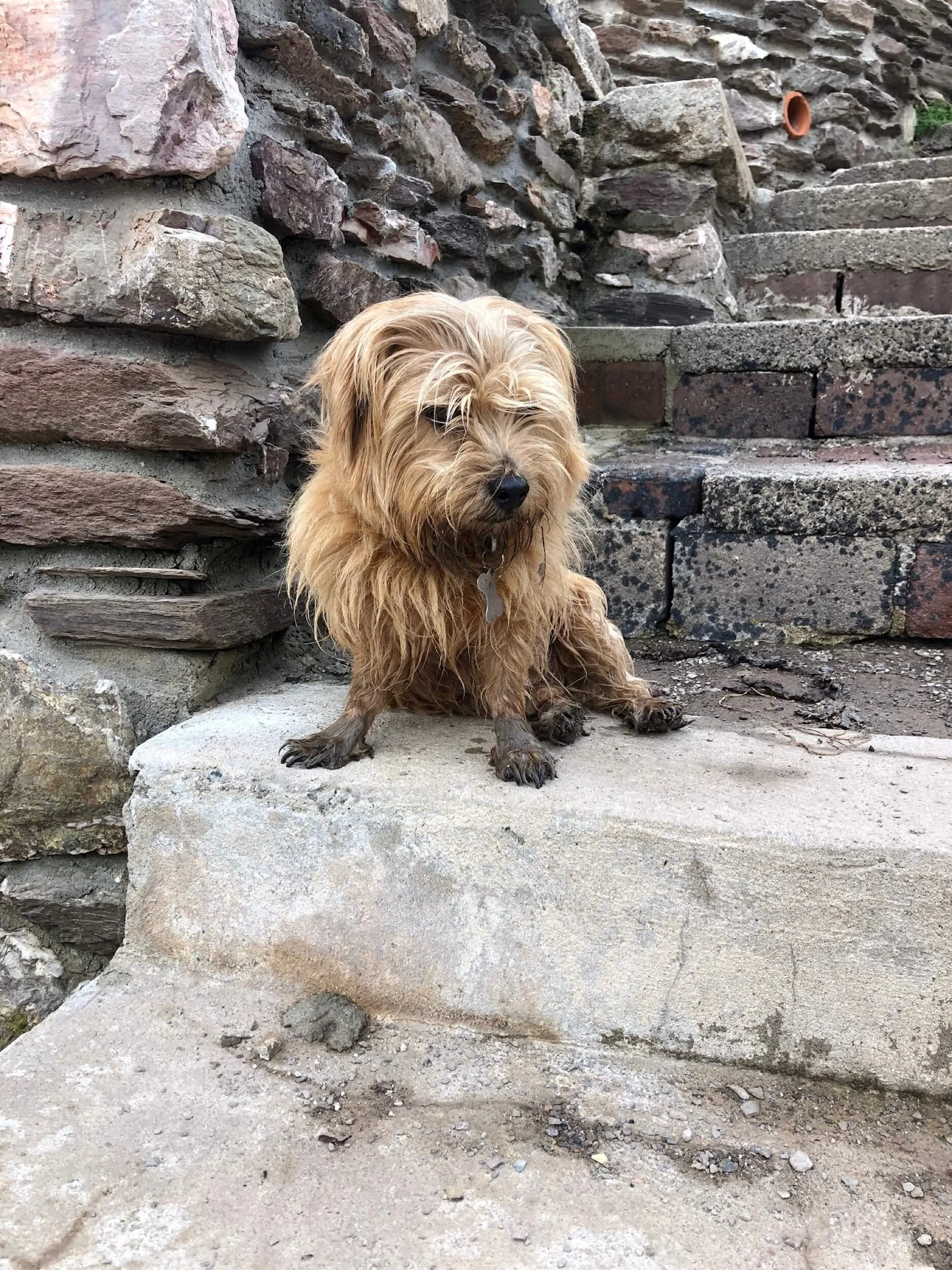 Smash the muddy dog clean up with Reg&Bob: a SoggyDoggy solution