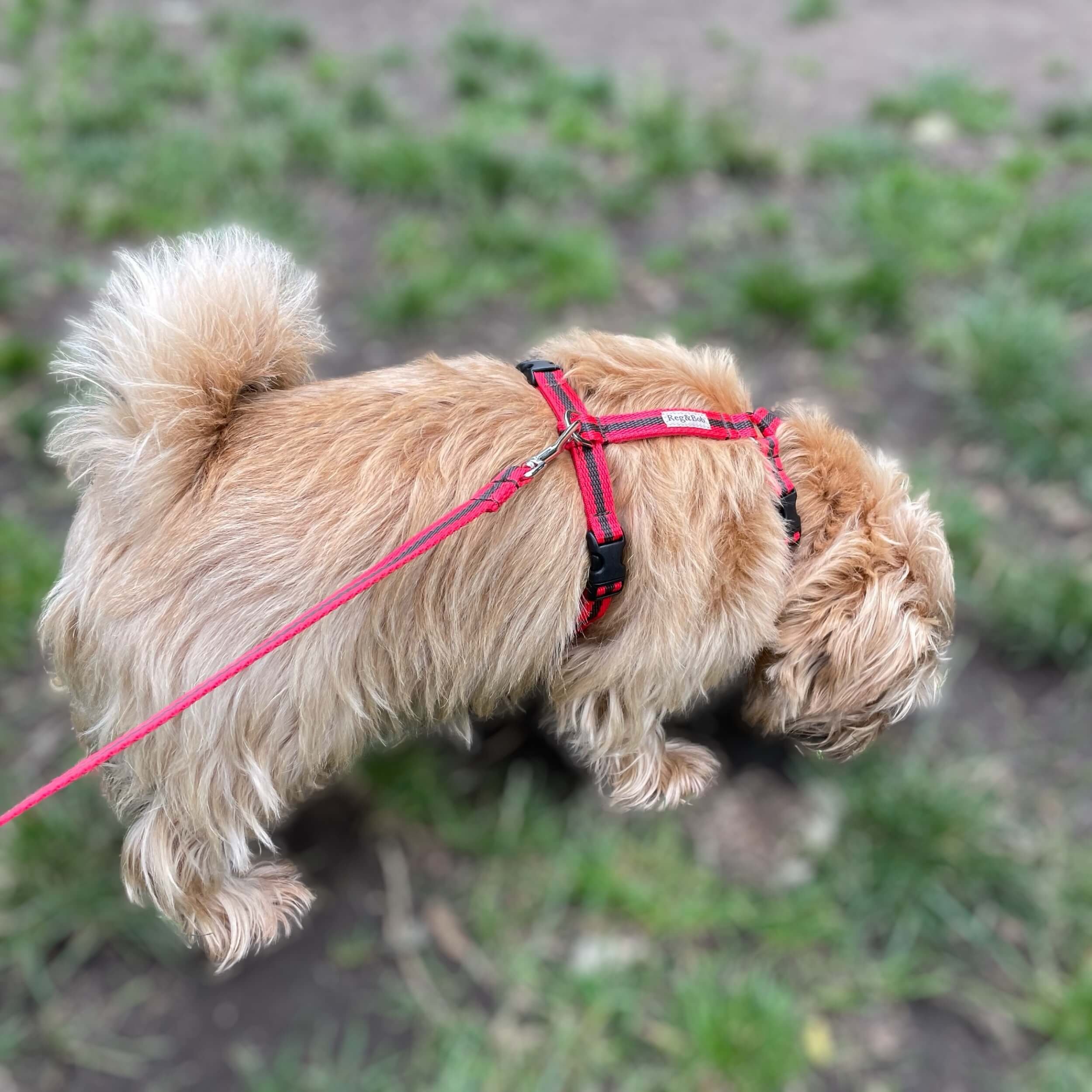 terrier-y-shaped-dog-harness-reg-and-bob (1).jpeg