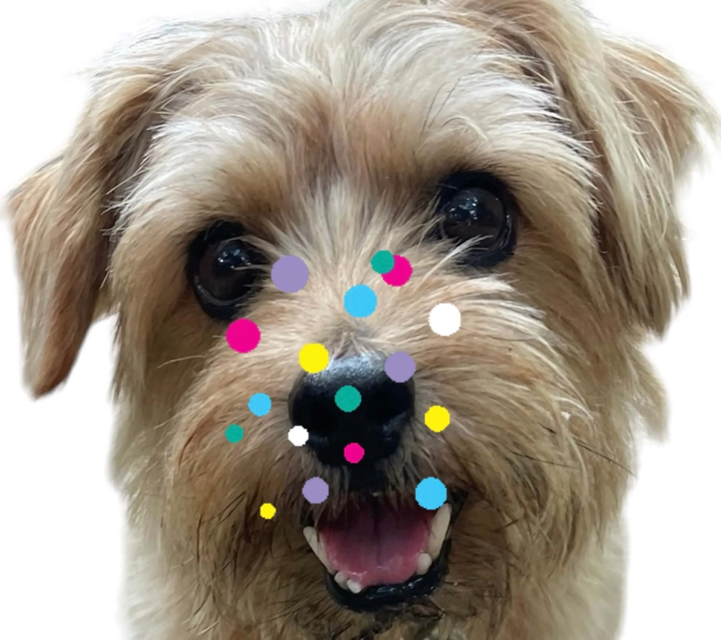 Bob discovers the benefits of canine scent work classes
