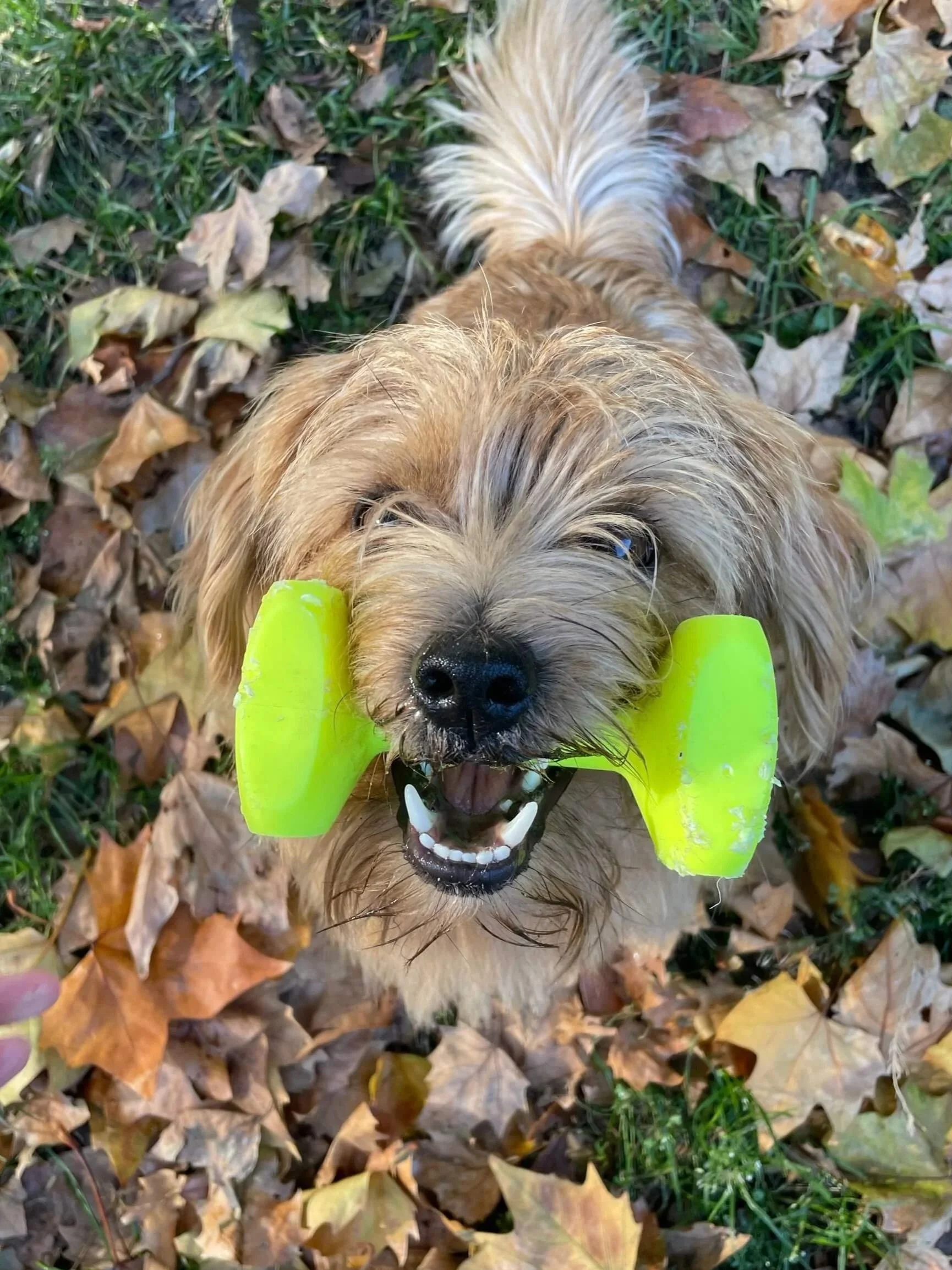Why play matters - building bonds with your dog