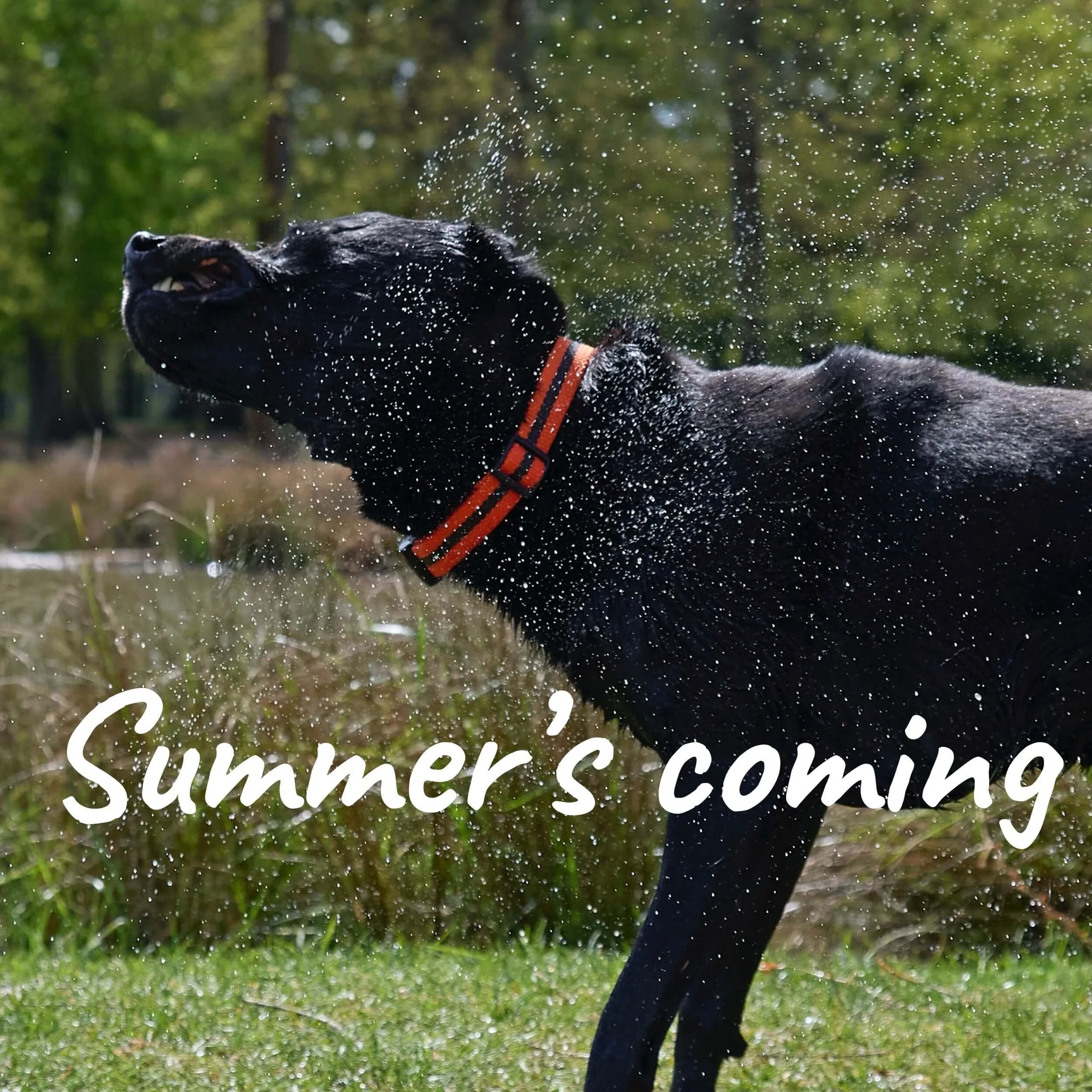 Summer is coming....-reg-and-bob (1).jpg