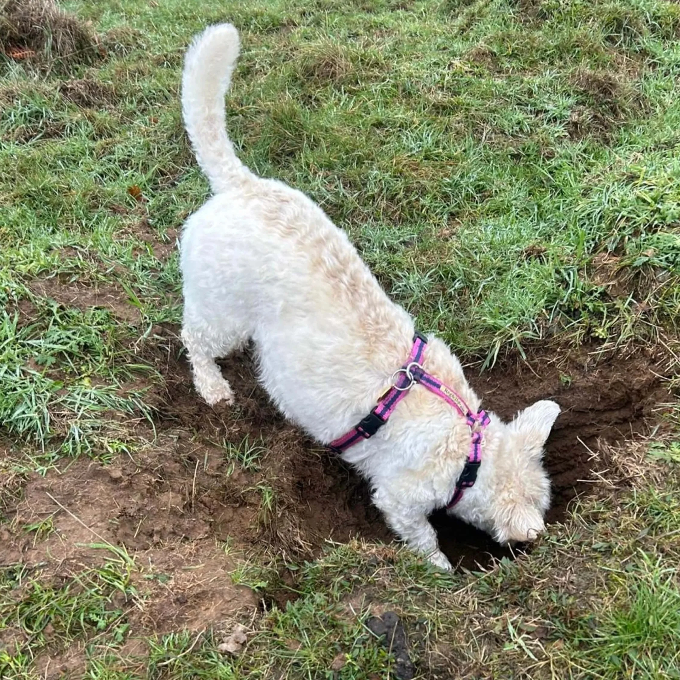 Westiepoo wearing the pink Reg&Bob harness digging a hole and showing how the harness sits comfortably back from the front legs ensuring total freedom of movement.jpg