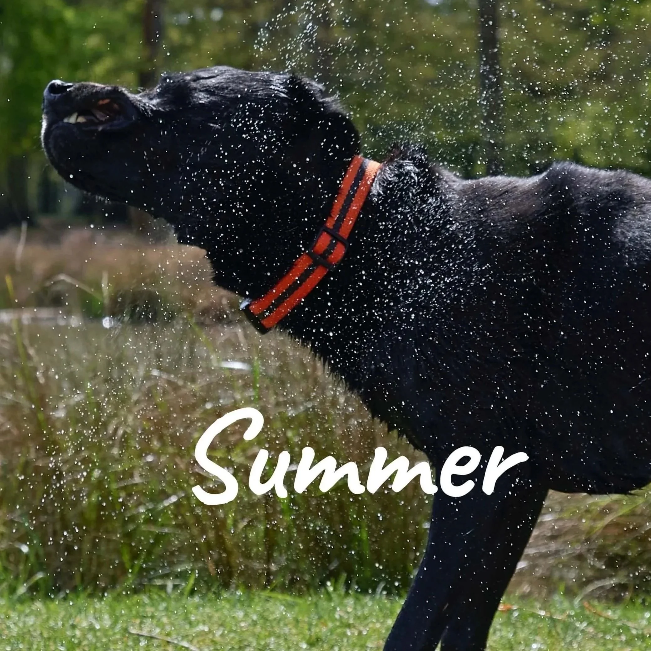 Summer-reg-and-bob%2B%25281%2529.jpg