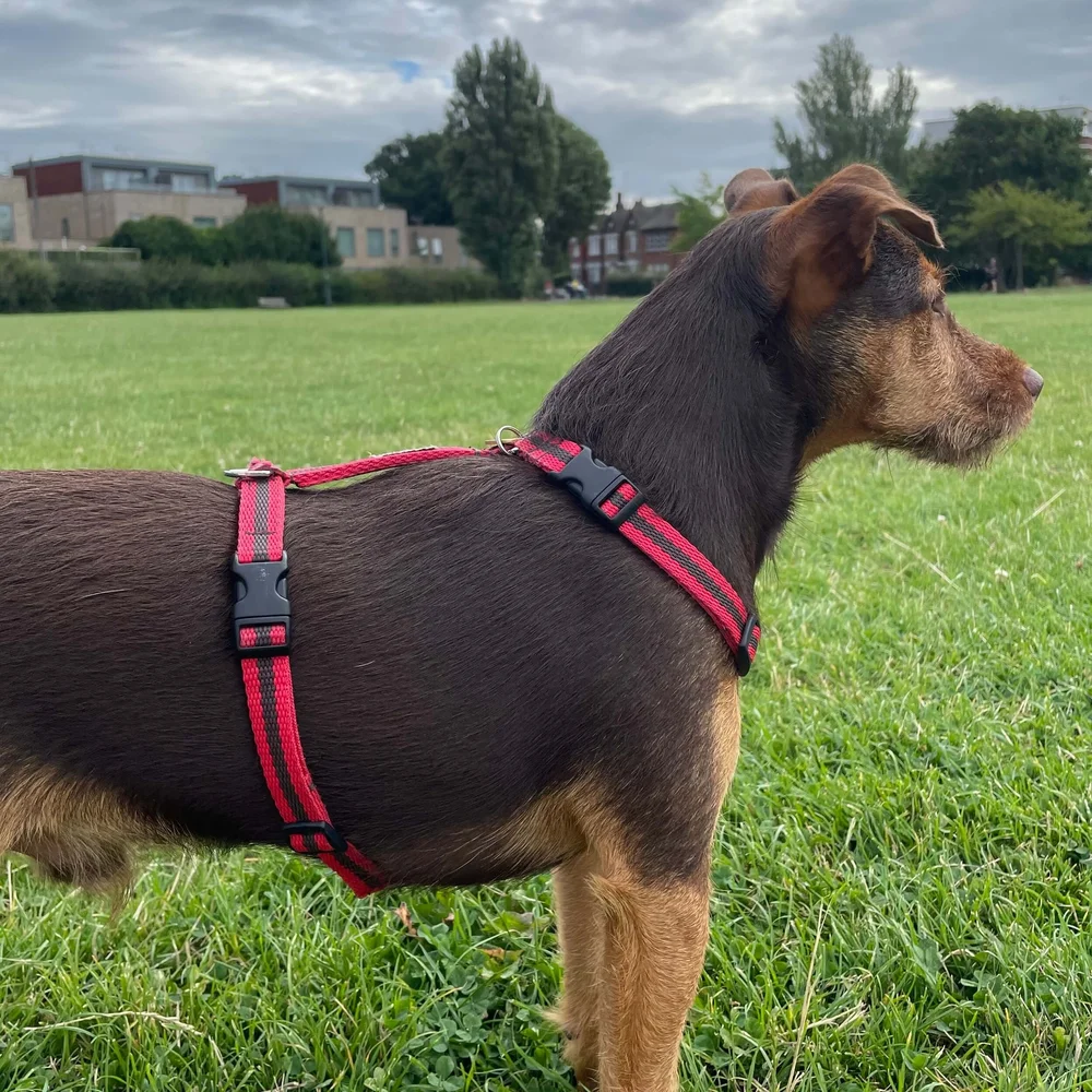 How to Make a Dog Harness Out of a Leash: Easy DIY Guide