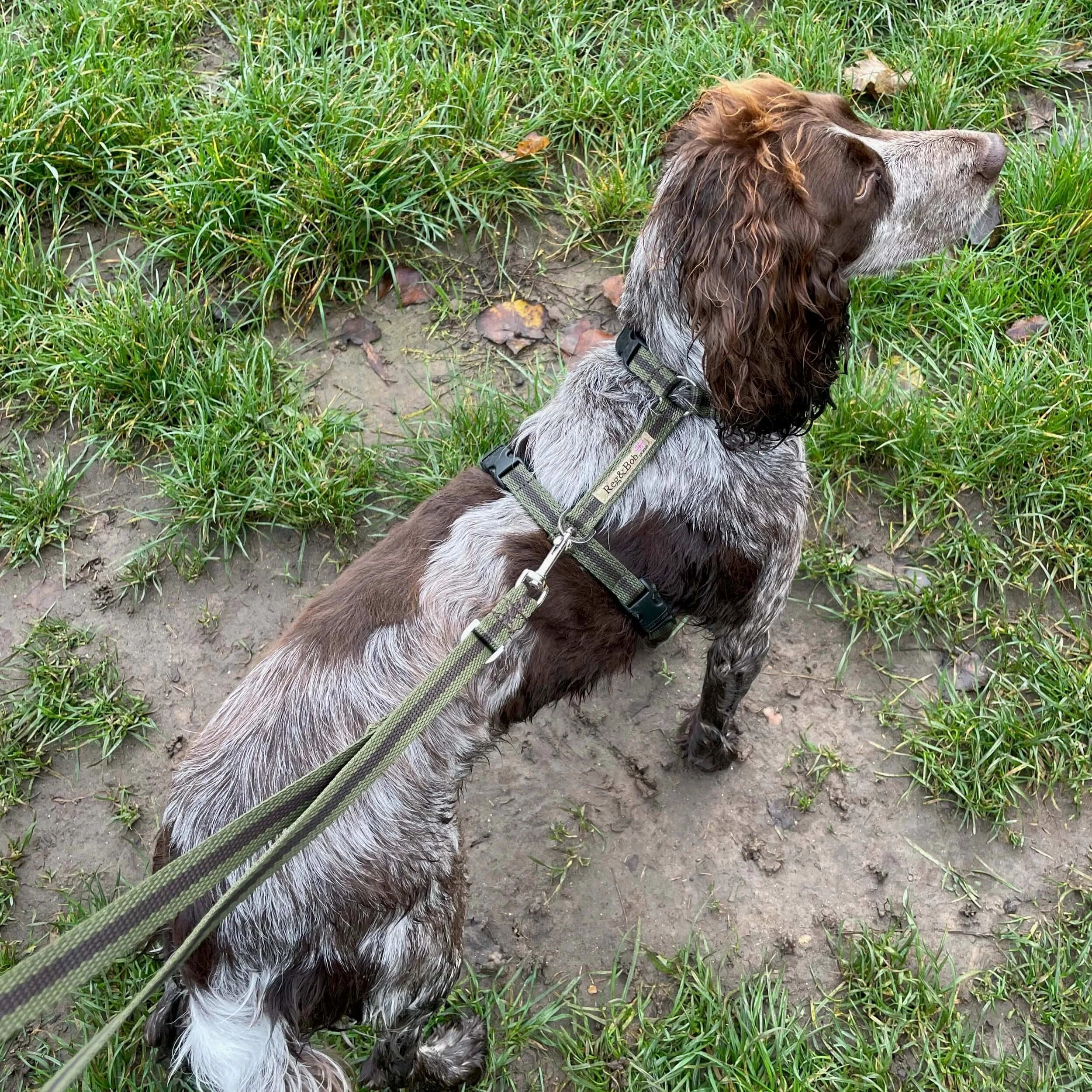 working cocker spaniel in field wearing khaki y-shaped harness and multi-length lead by Reg&Bob in khaki stripe