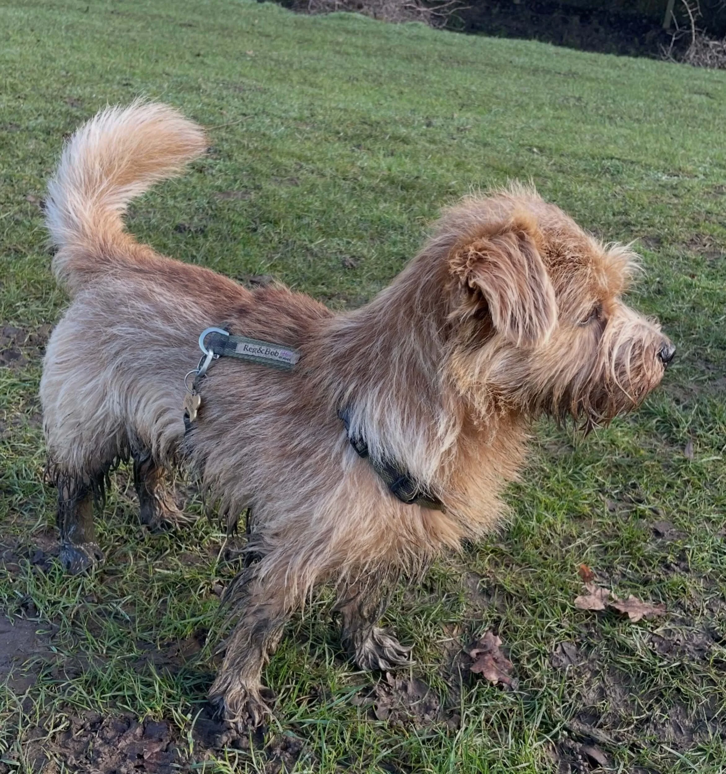 Norfolk terrier Jim who has joined the Reg&Bob family shown wearing a khaki Reg&Bob harness and with very muddy paws