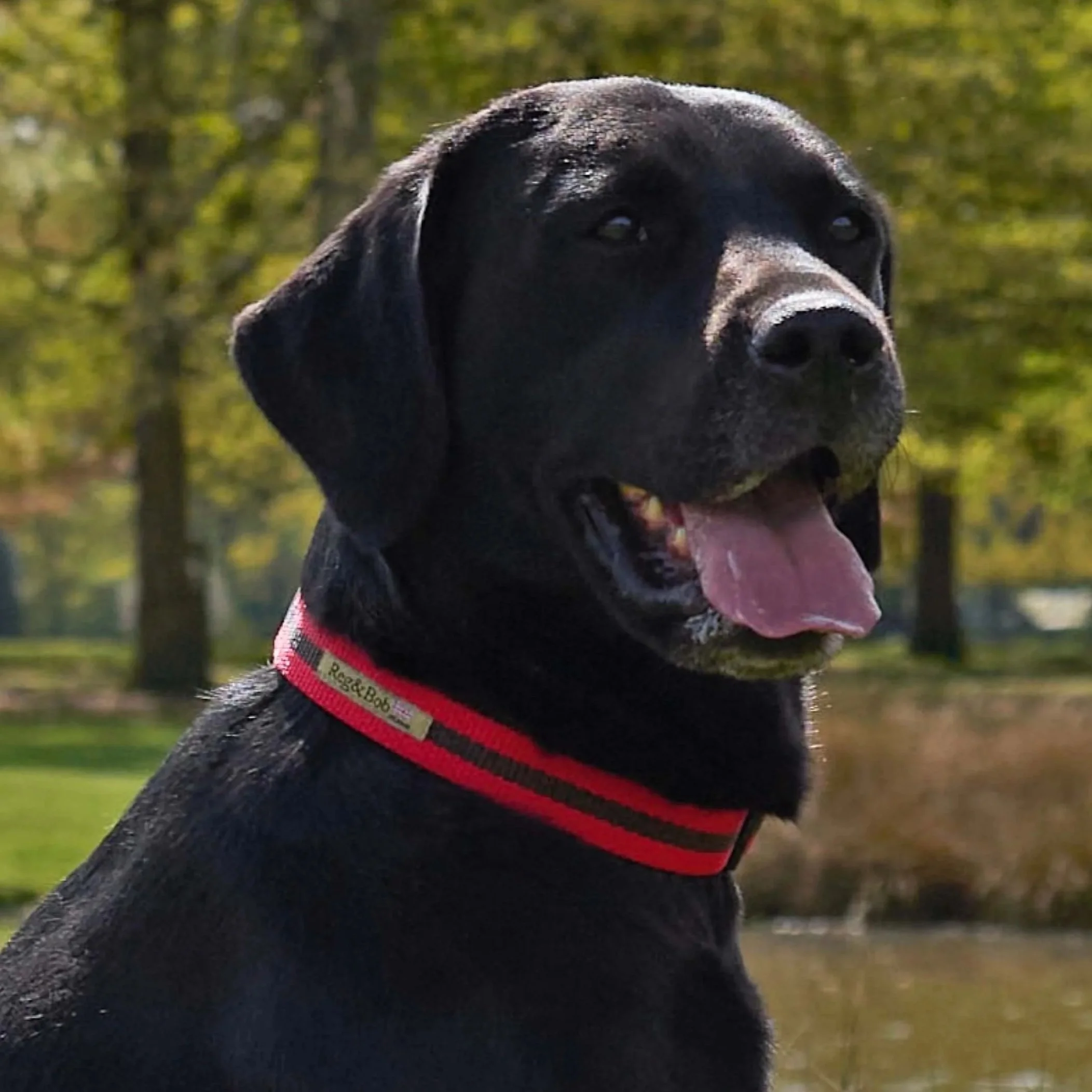 RED striped dog collar - 4 sizes