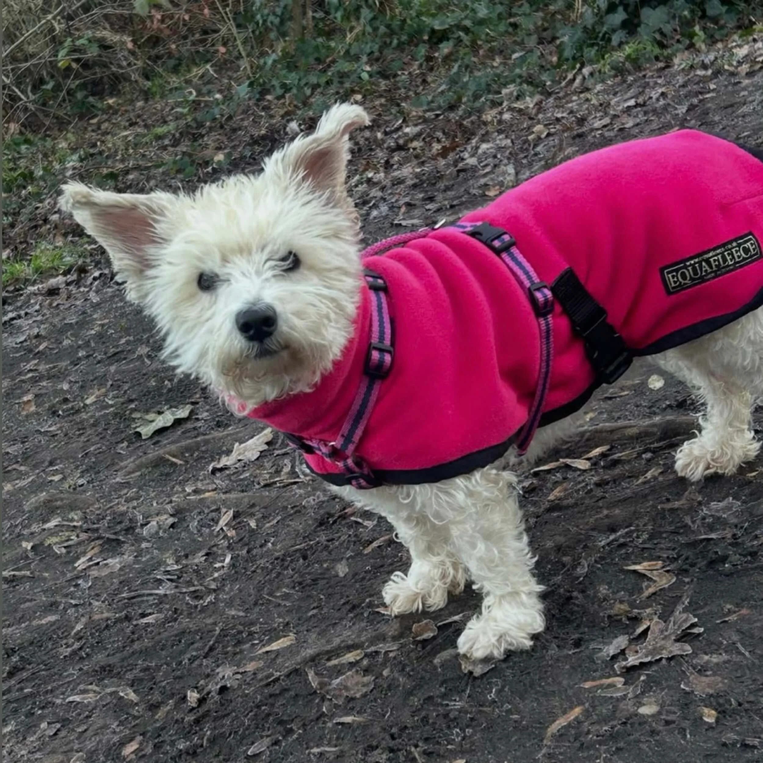 pink Reg&Bob harness worn over pink equafleece
