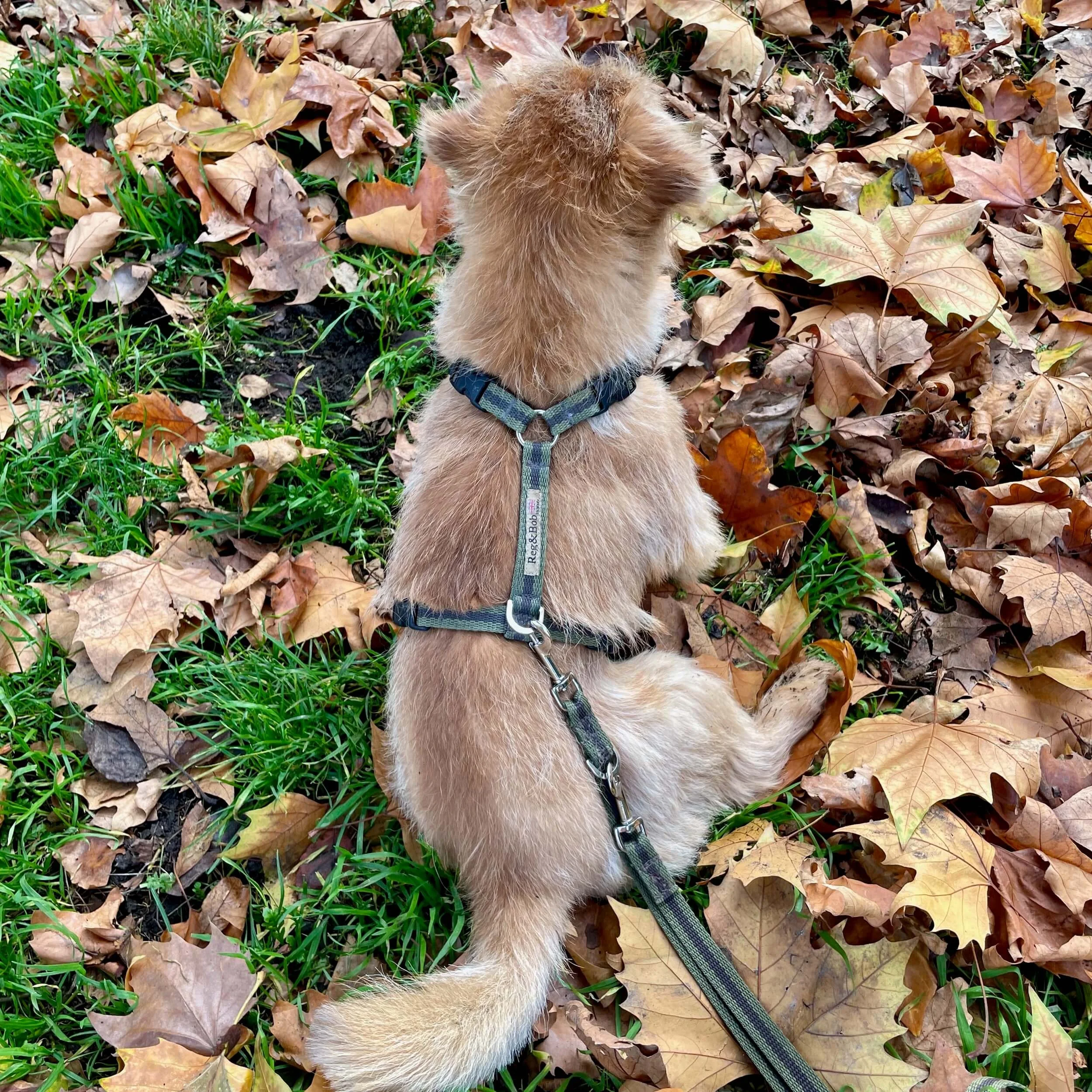 Harness - SMALL - 7 colours