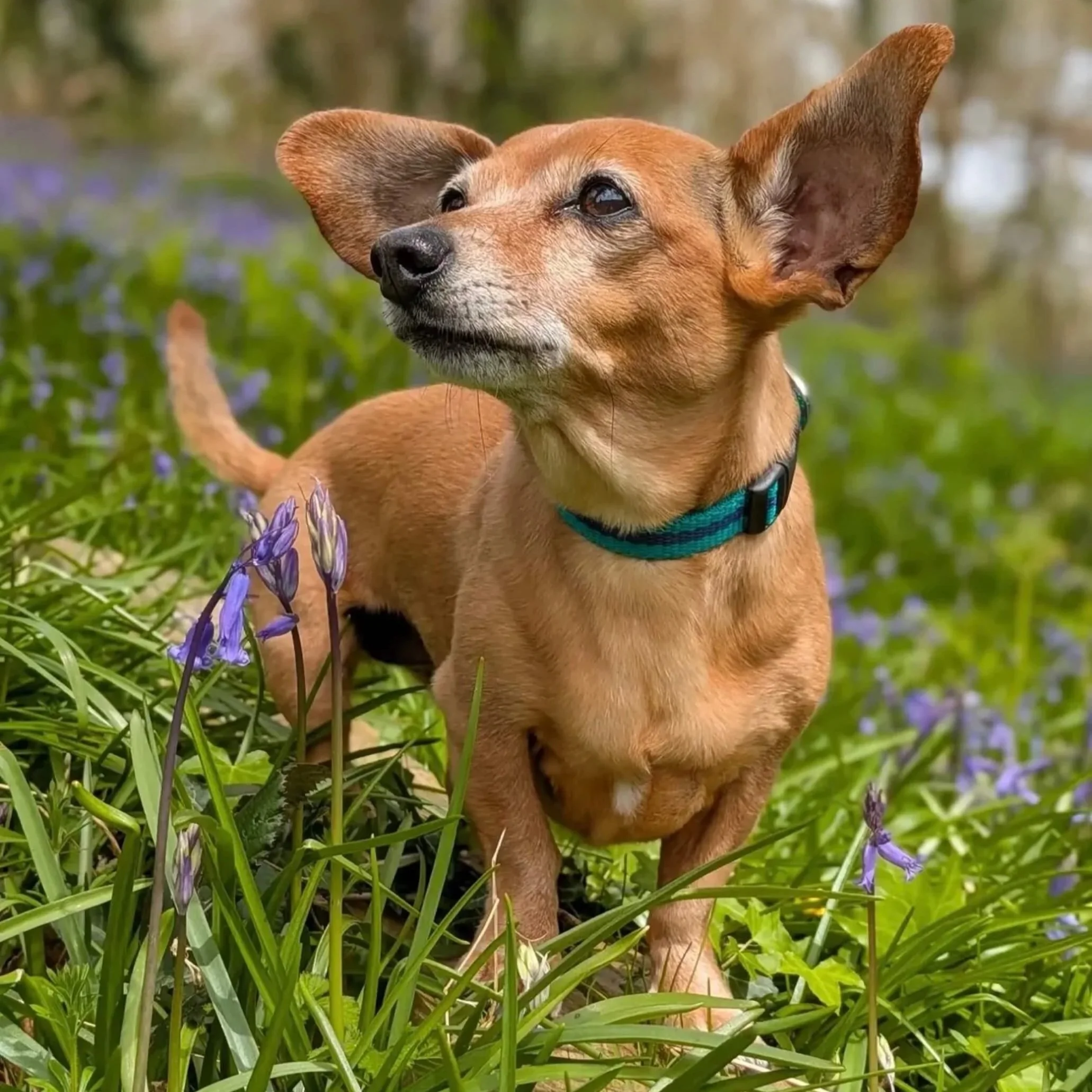 SMALL jade collar worn by sossige Daphne in bluebell wood