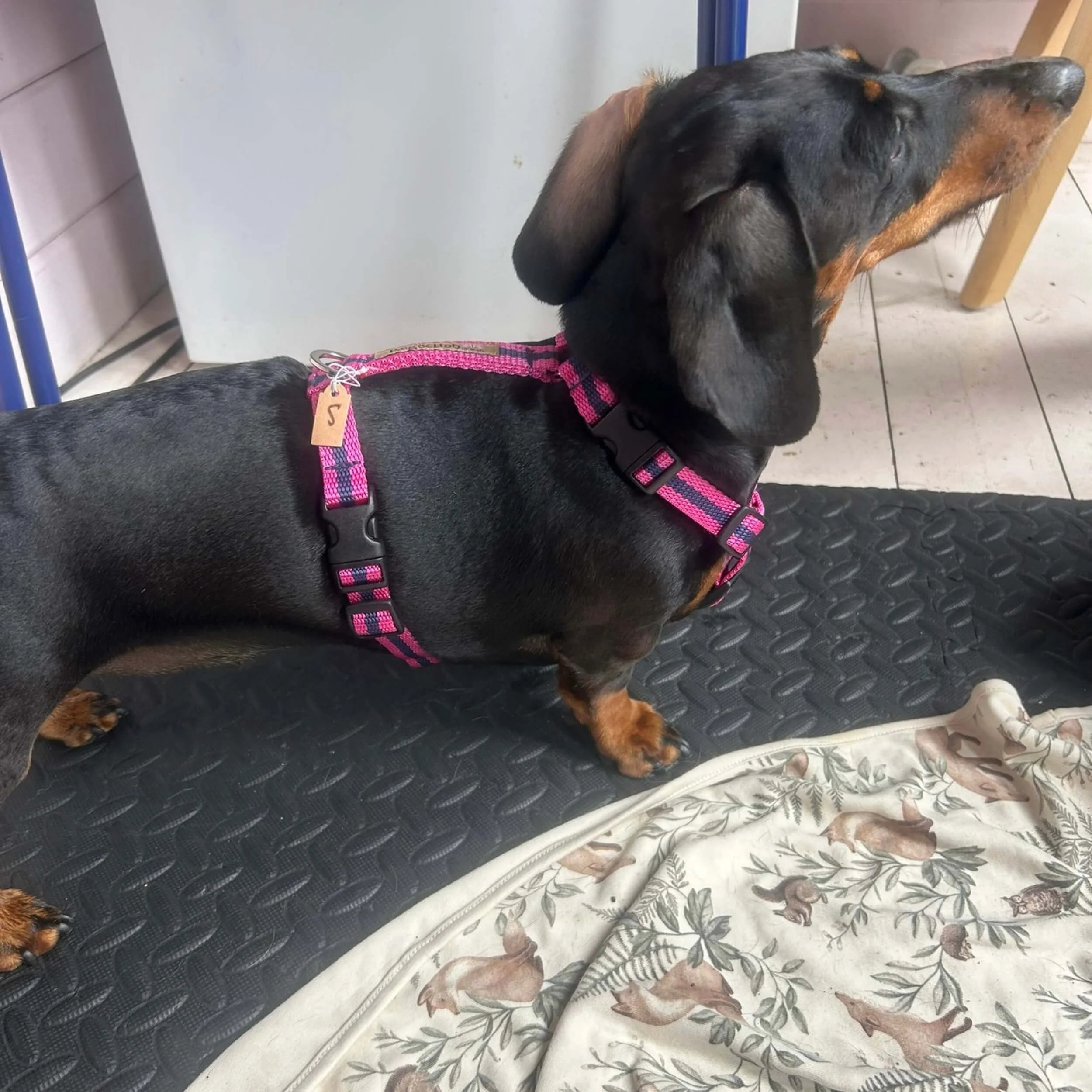 Dachshund wearing the pink Reg&Bob y-shaped harness in size SMALL