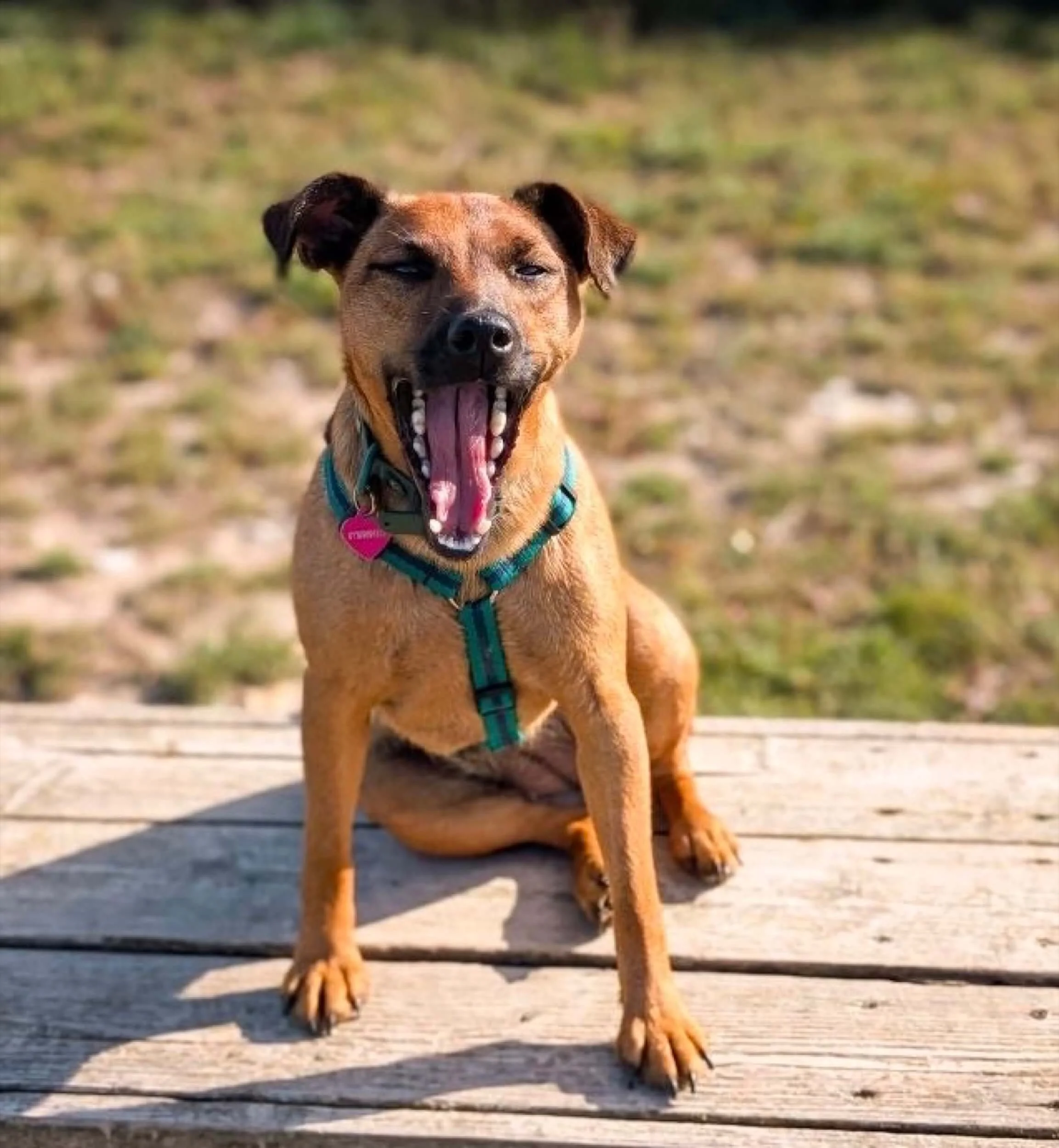 Patterdale-terrier-in y-shaped-harness-reg-and-bob (1).jpeg