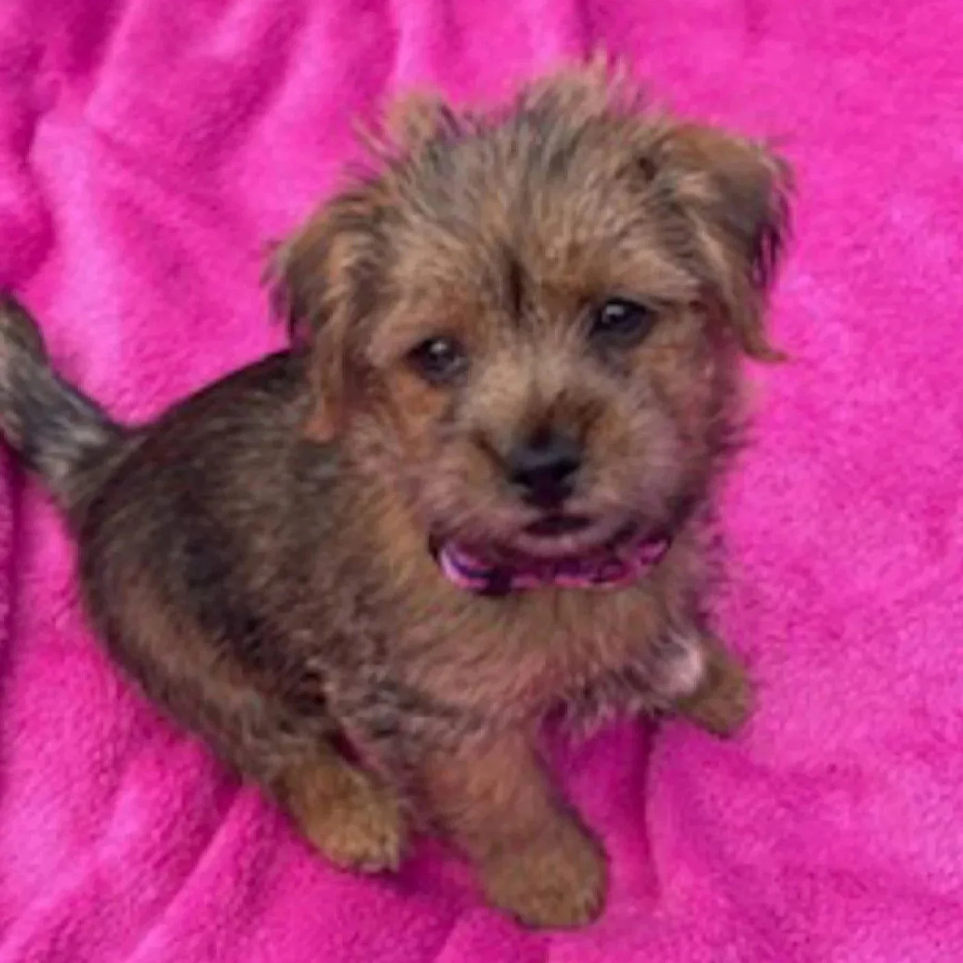Norfolk terrier puppy in pink SMALL collar by Reg&Bob