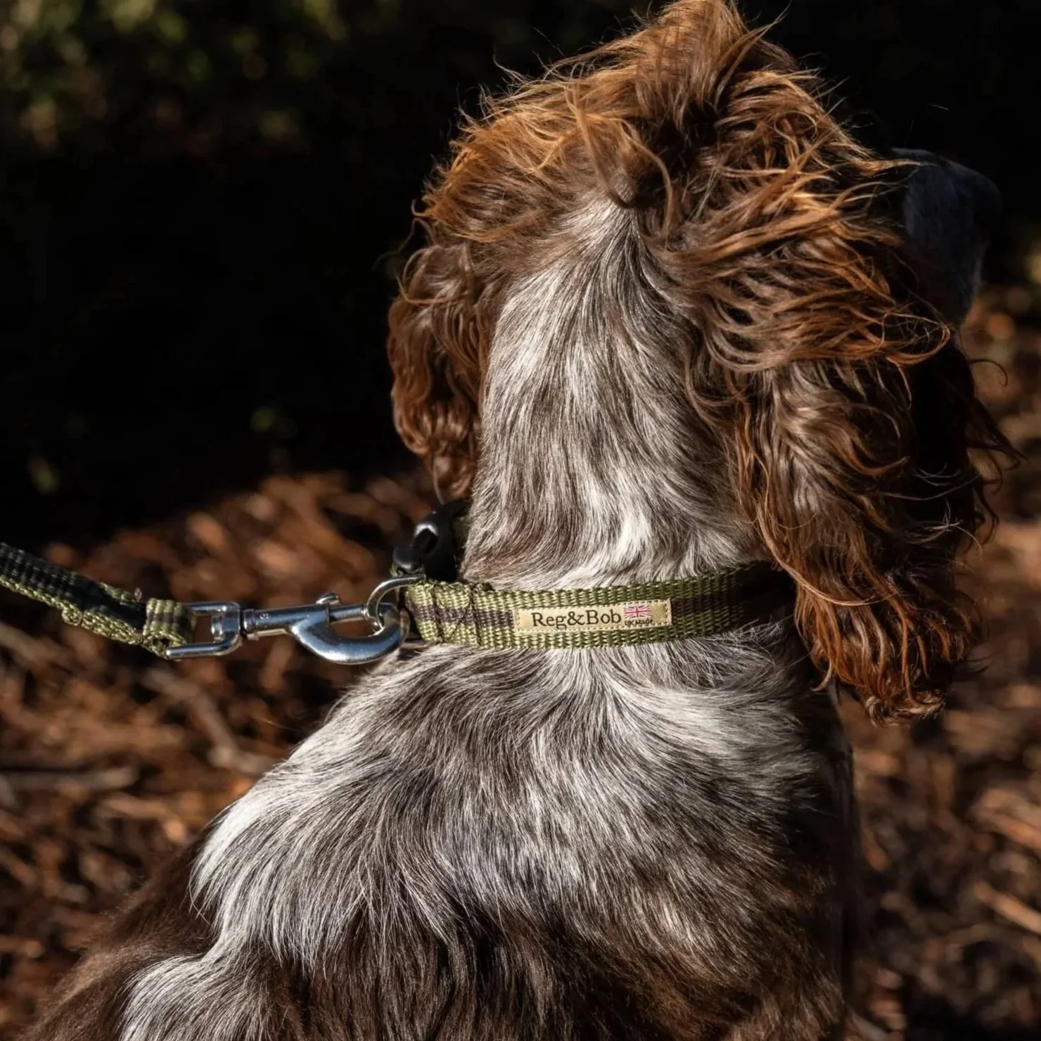 khaki-collar-spaniel-reg-and-bob.jpg