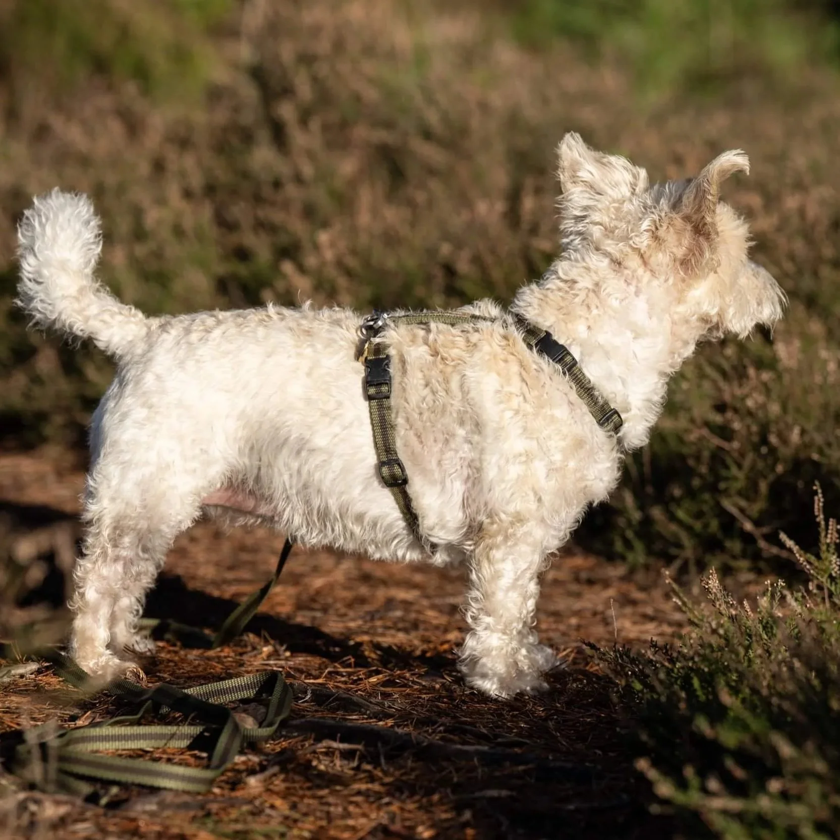 khaki harness by Reg&Bob worn by Westiepoo in woodland setting