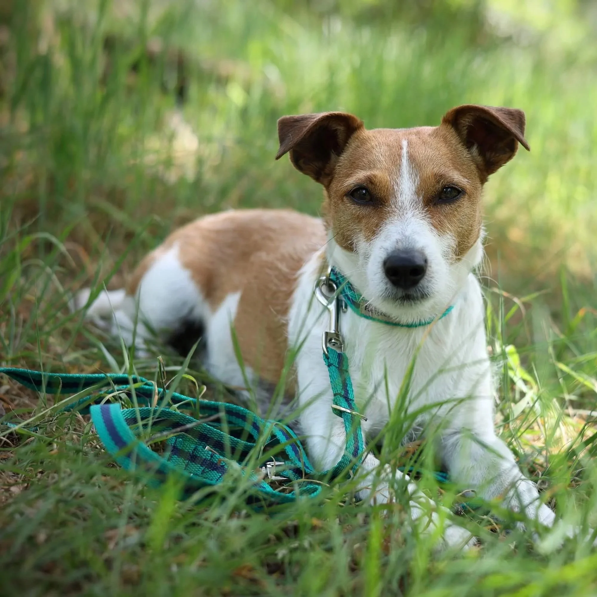 jade collar and multi-length lead set worn by Parson's terrier relaxing in the grass