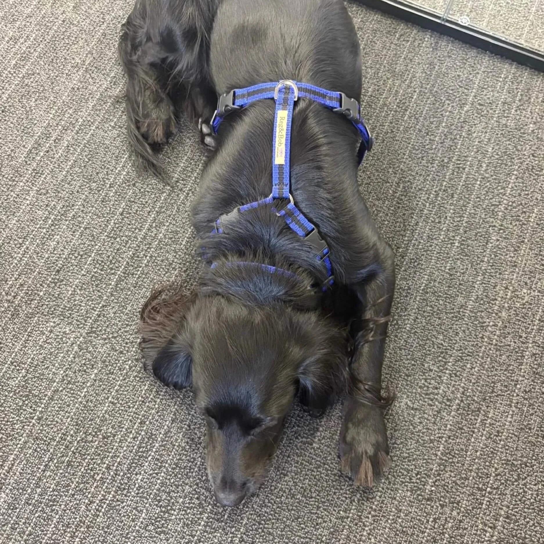 Black spaniel wearing the blue striped y-shaped harness whilst lying on floor