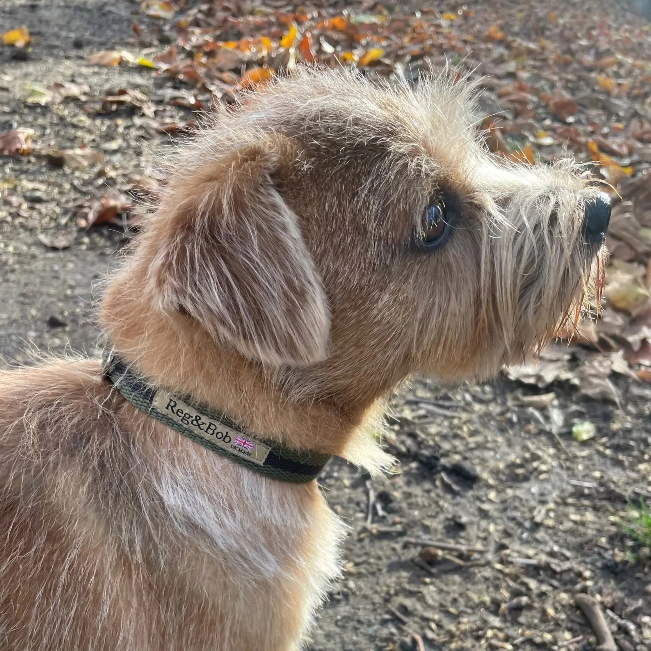 New in!!  KHAKI striped dog collar - 4 sizes