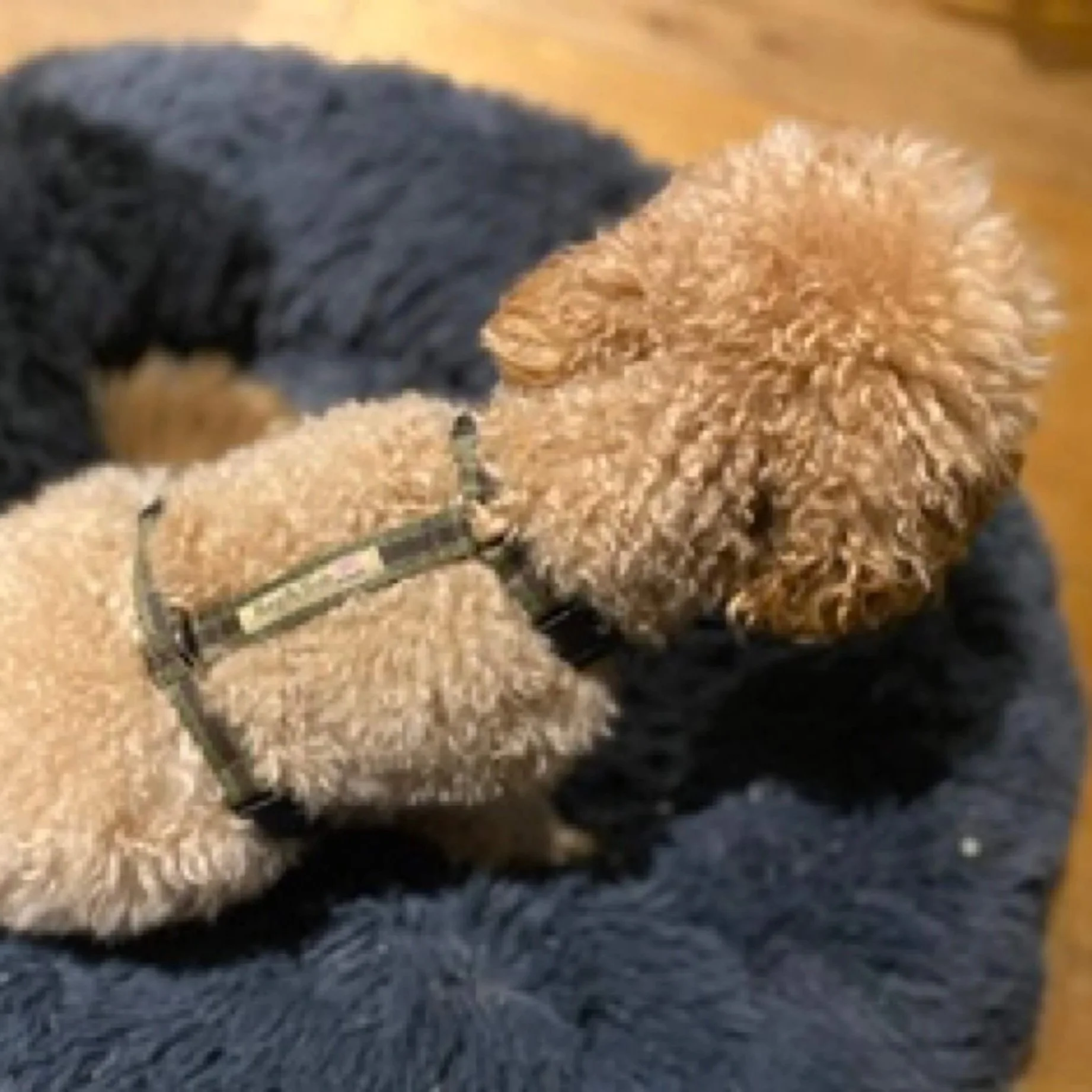 cavapoochon wearing the SMALL khaki Reg&Bob y-shaped harness