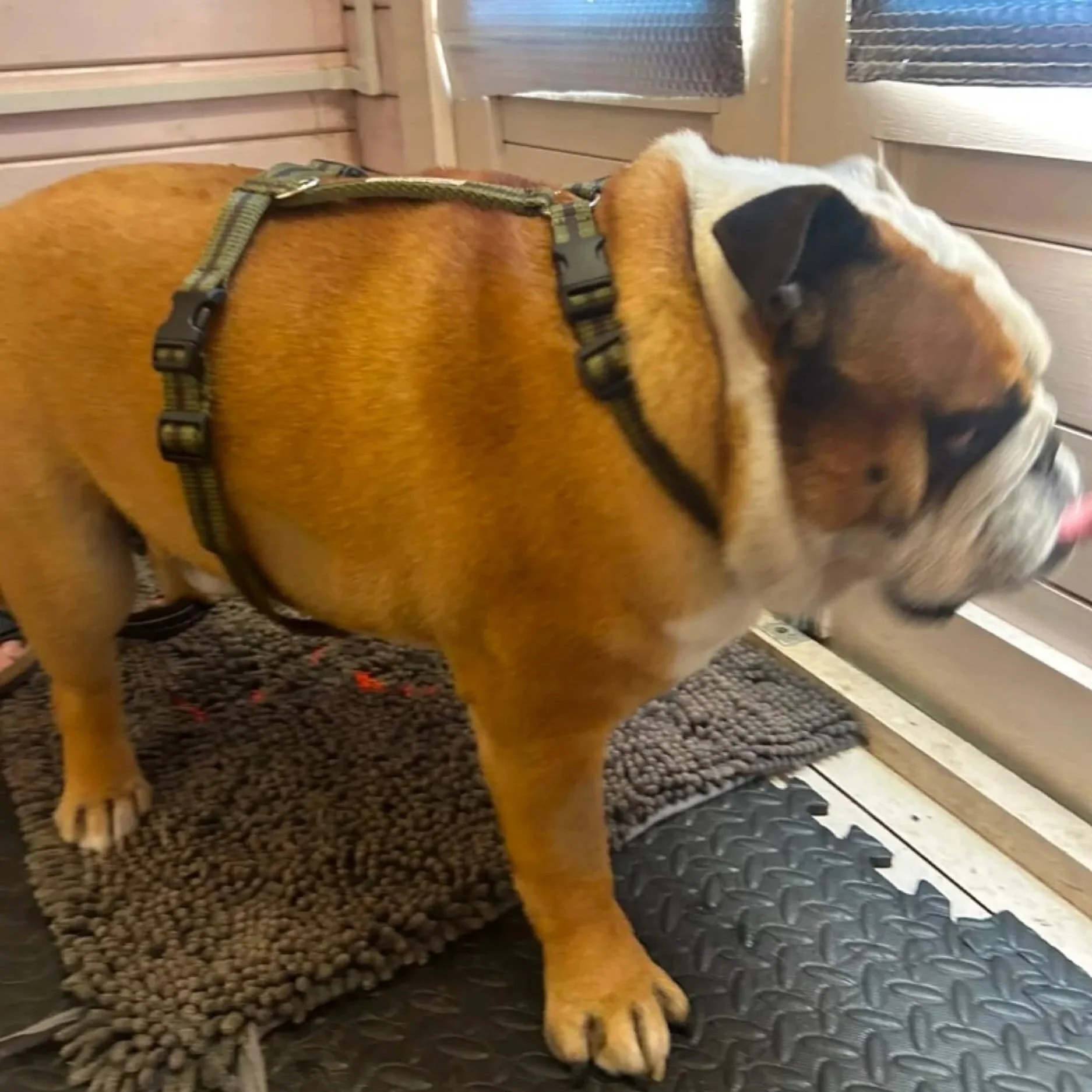 English bull dog wearing Medium/Large Reg&Bob khaki harness dog harness