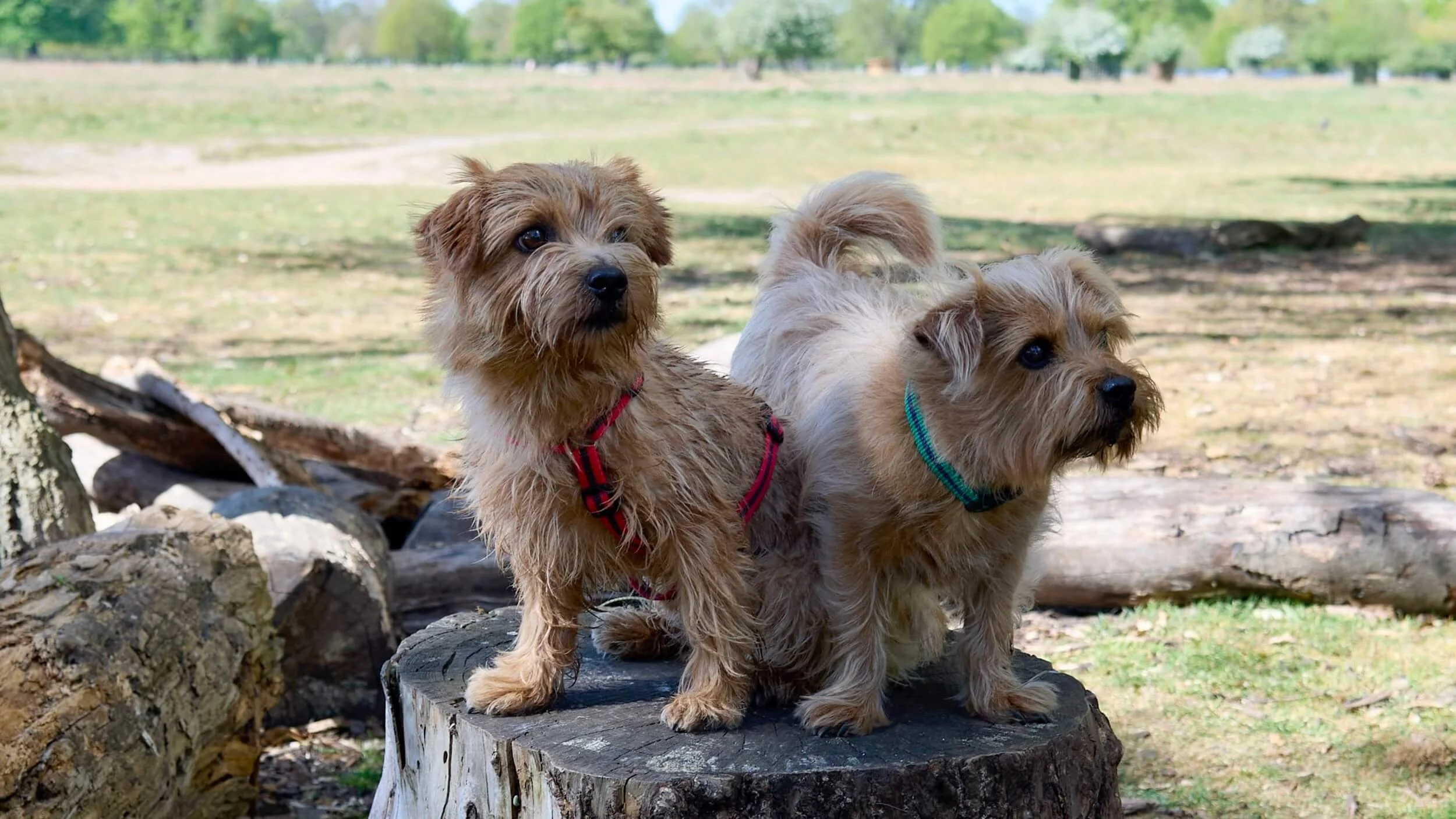Norfolk-terriers-Jim-and-Bob-posing-on-tree-stump-reg-and-bob.jpeg
