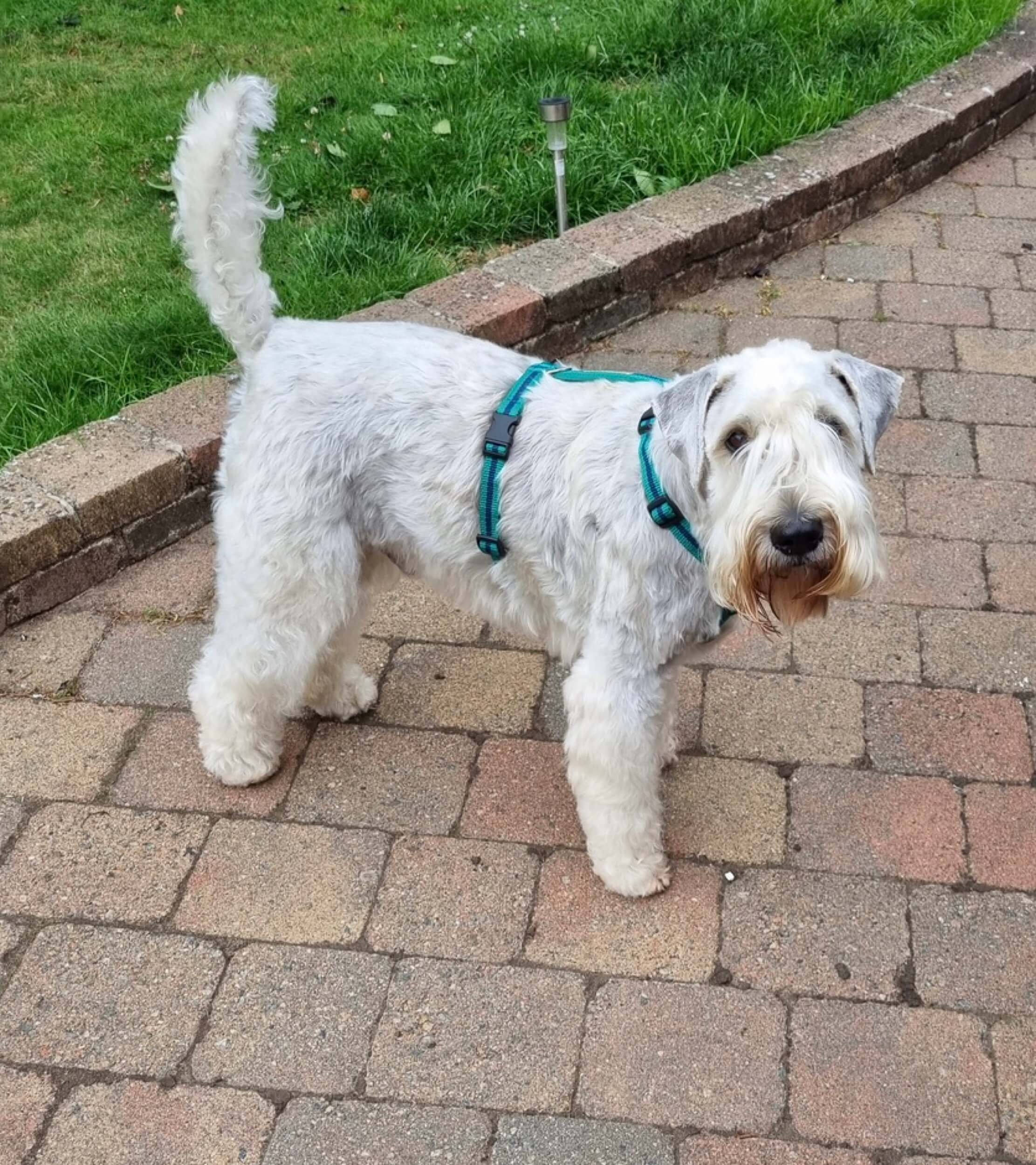 Medium-large-harness-jade-reg-and-bob (1).jpeg