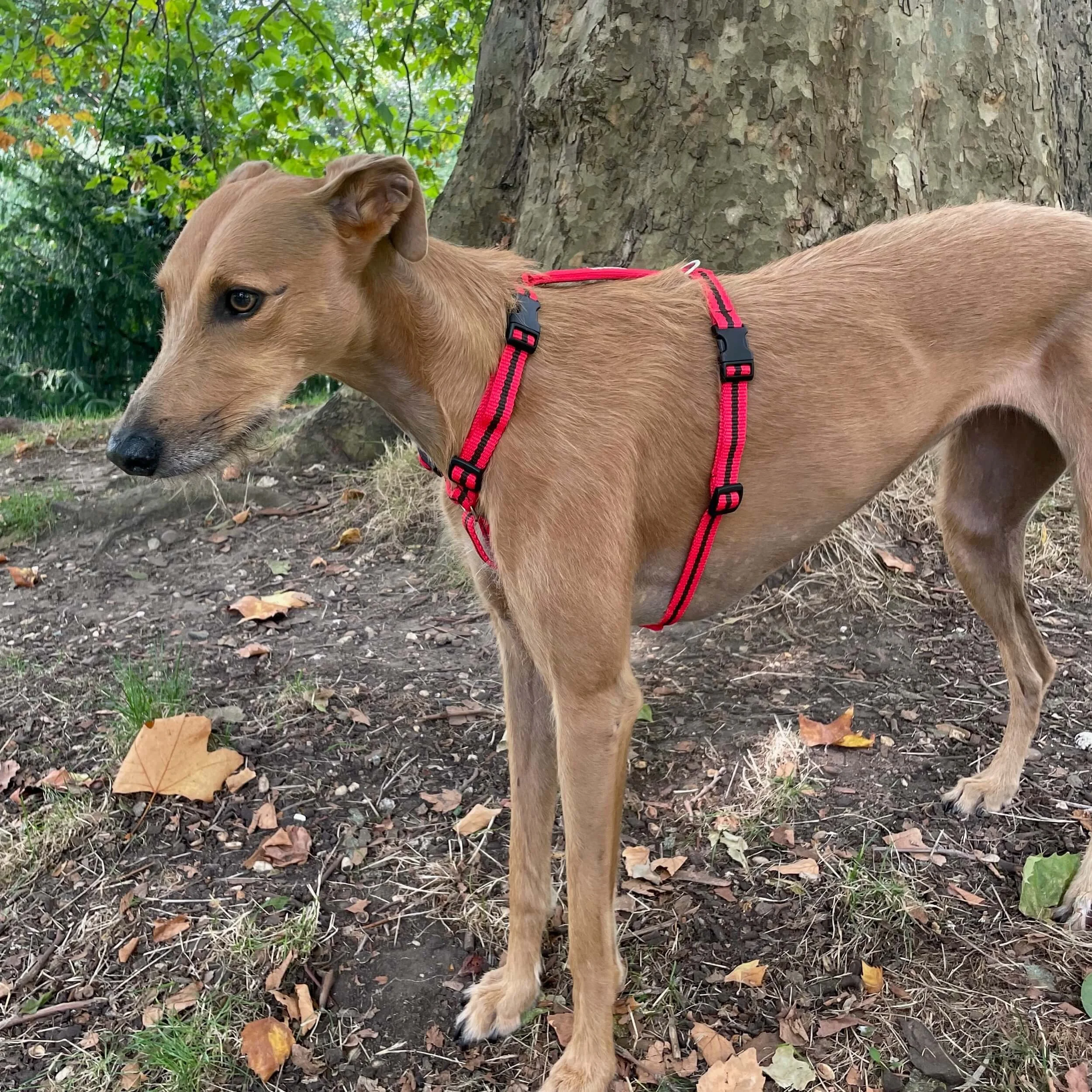 Bob Harness Razorbacks lightweight and easy to wear expert designed dog harness — Reg&Bob