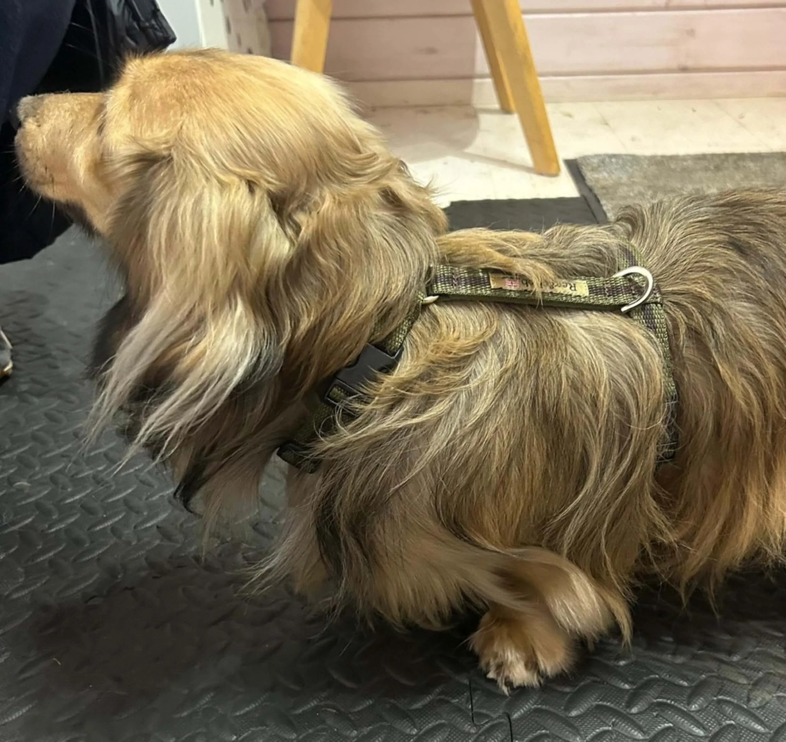 dachshund wearing small/medium khaki harness by Reg&Bob