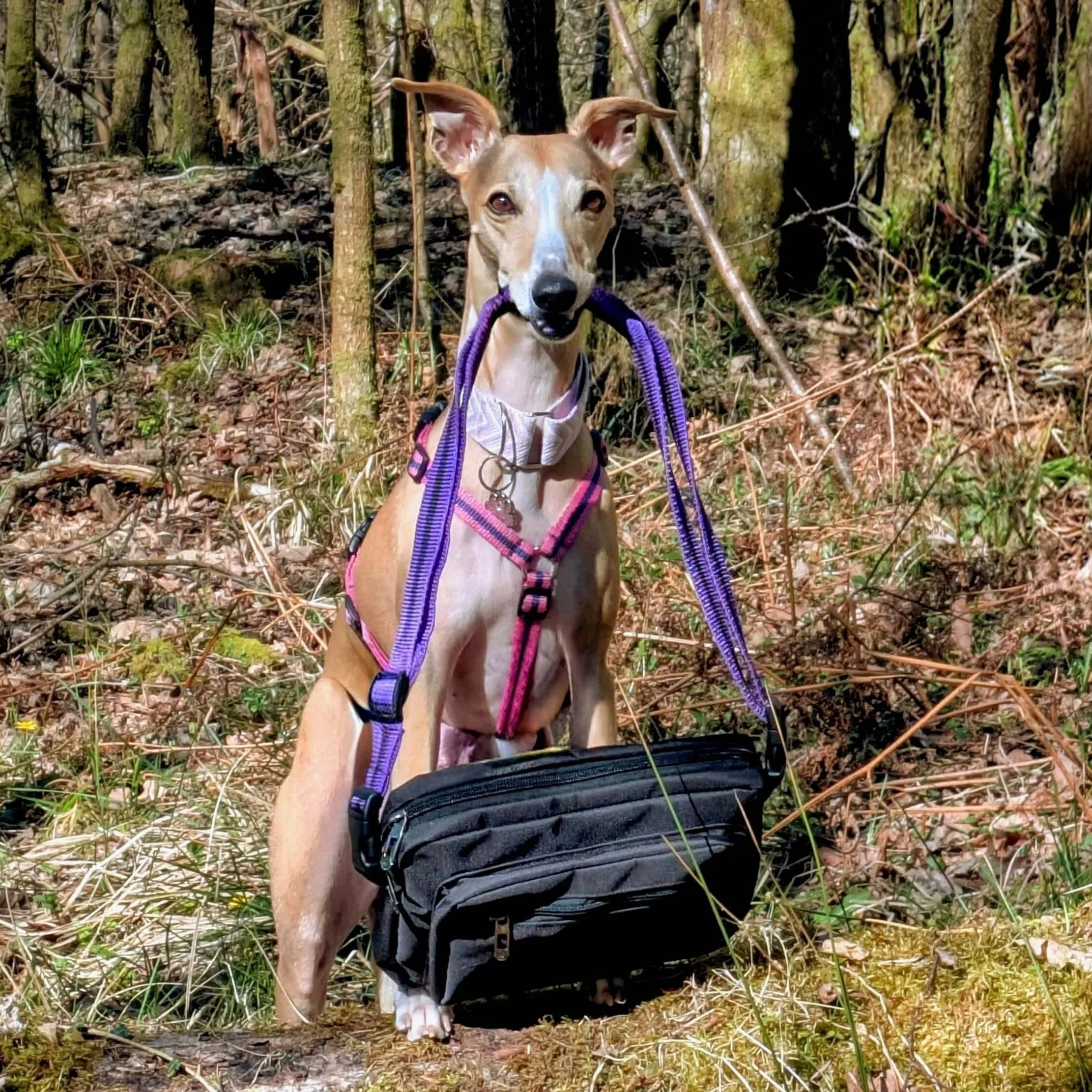 whippet holding black Reg&Bob dog walking bag with purple strap in her mouth