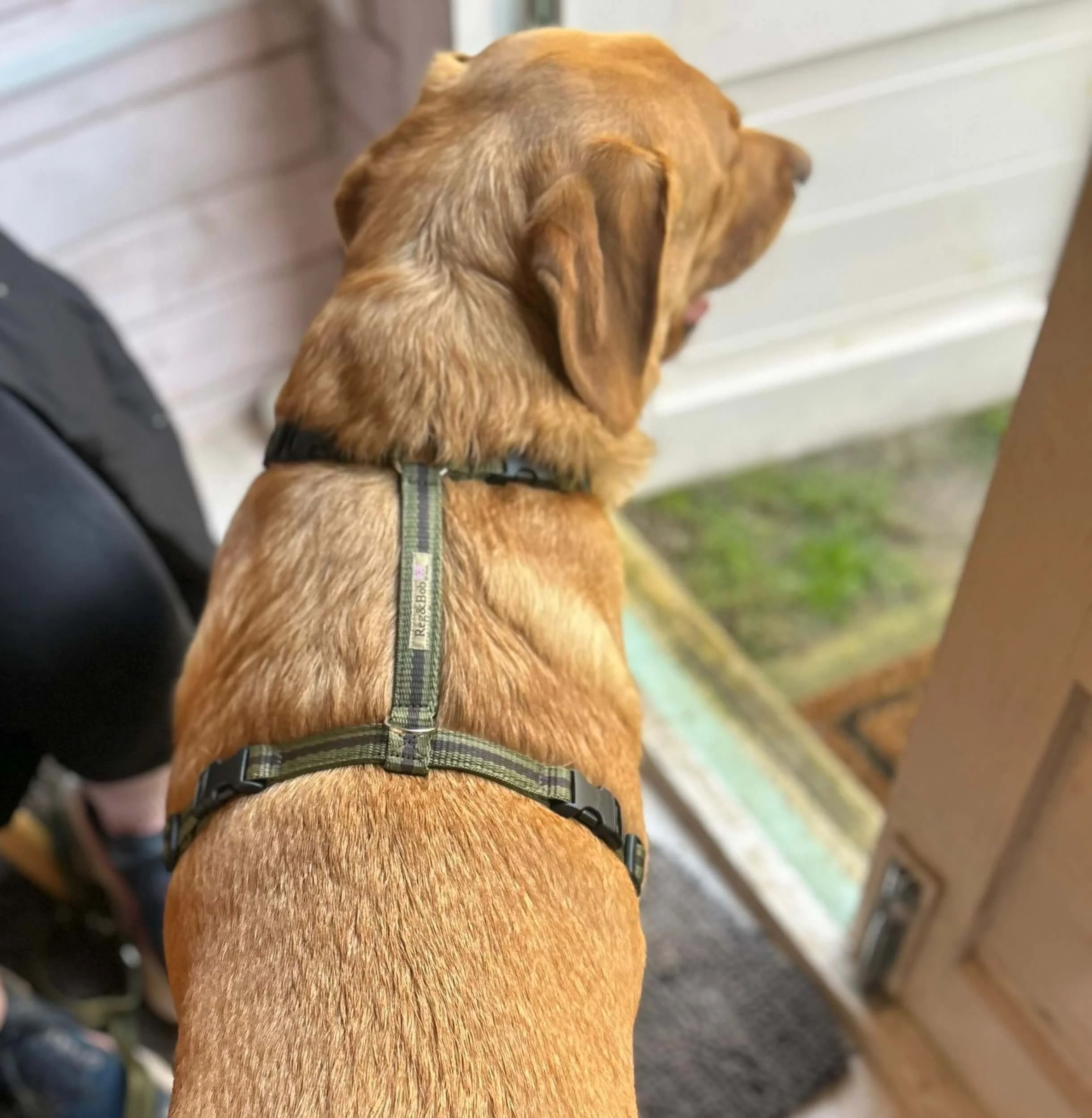 Labrador in khaki Reg&Bob harness in size medium-large in khaki