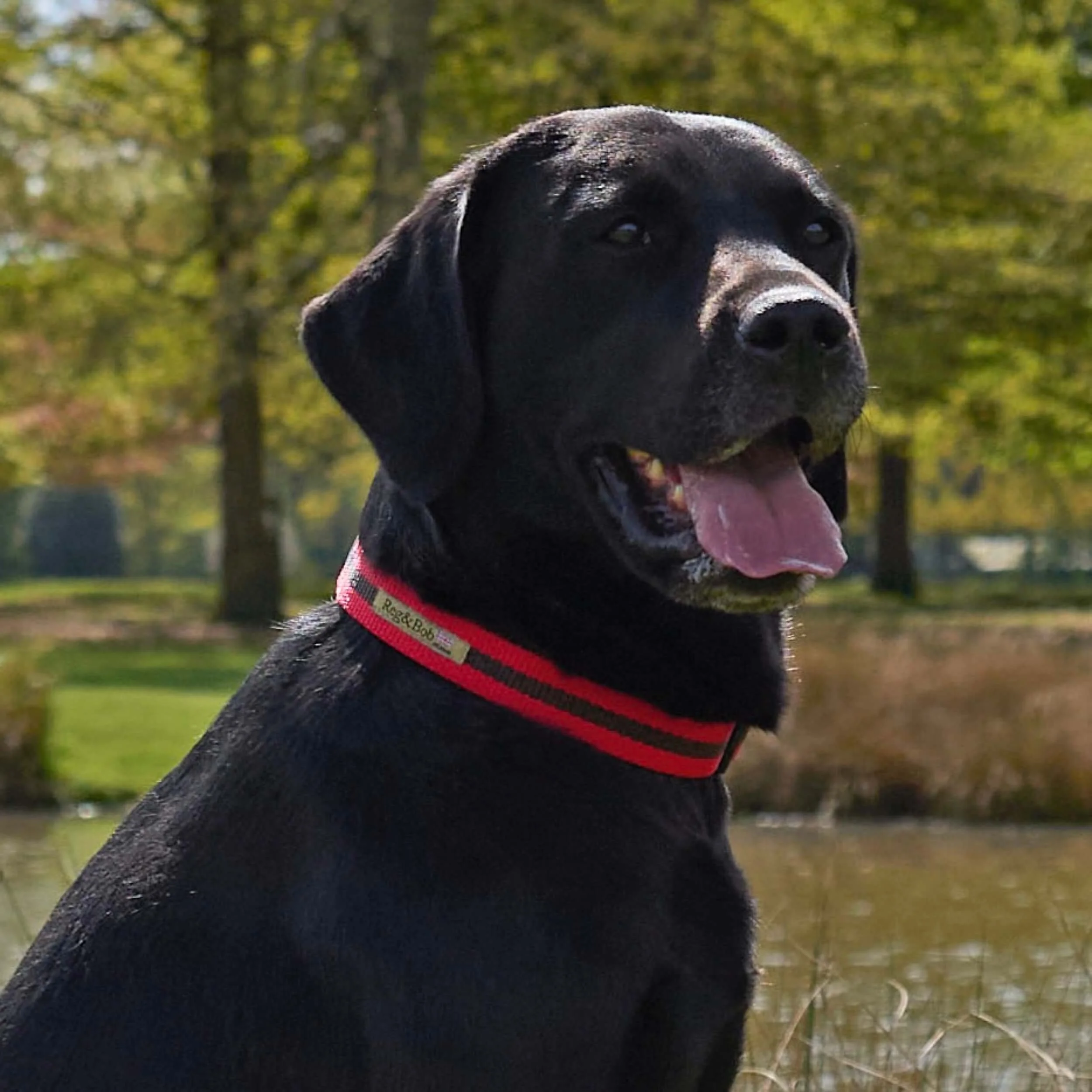 RED striped dog collar - 4 sizes