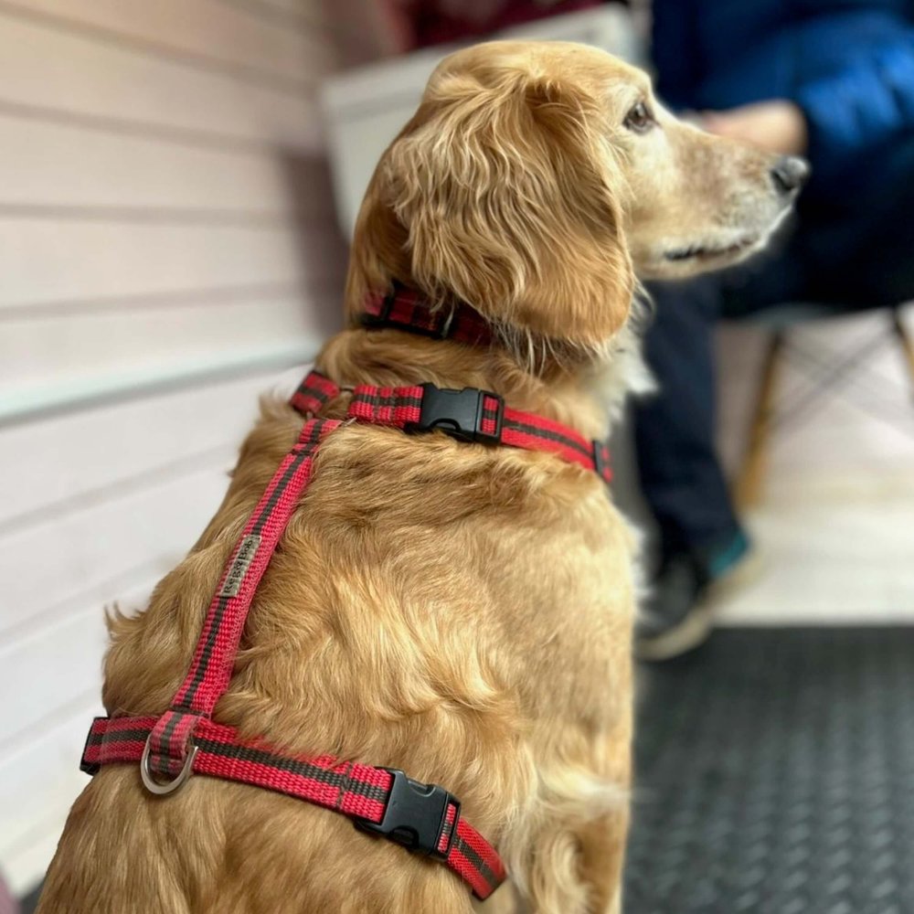 lightweight and easy to wear expert designed dog harness — Reg&Bob