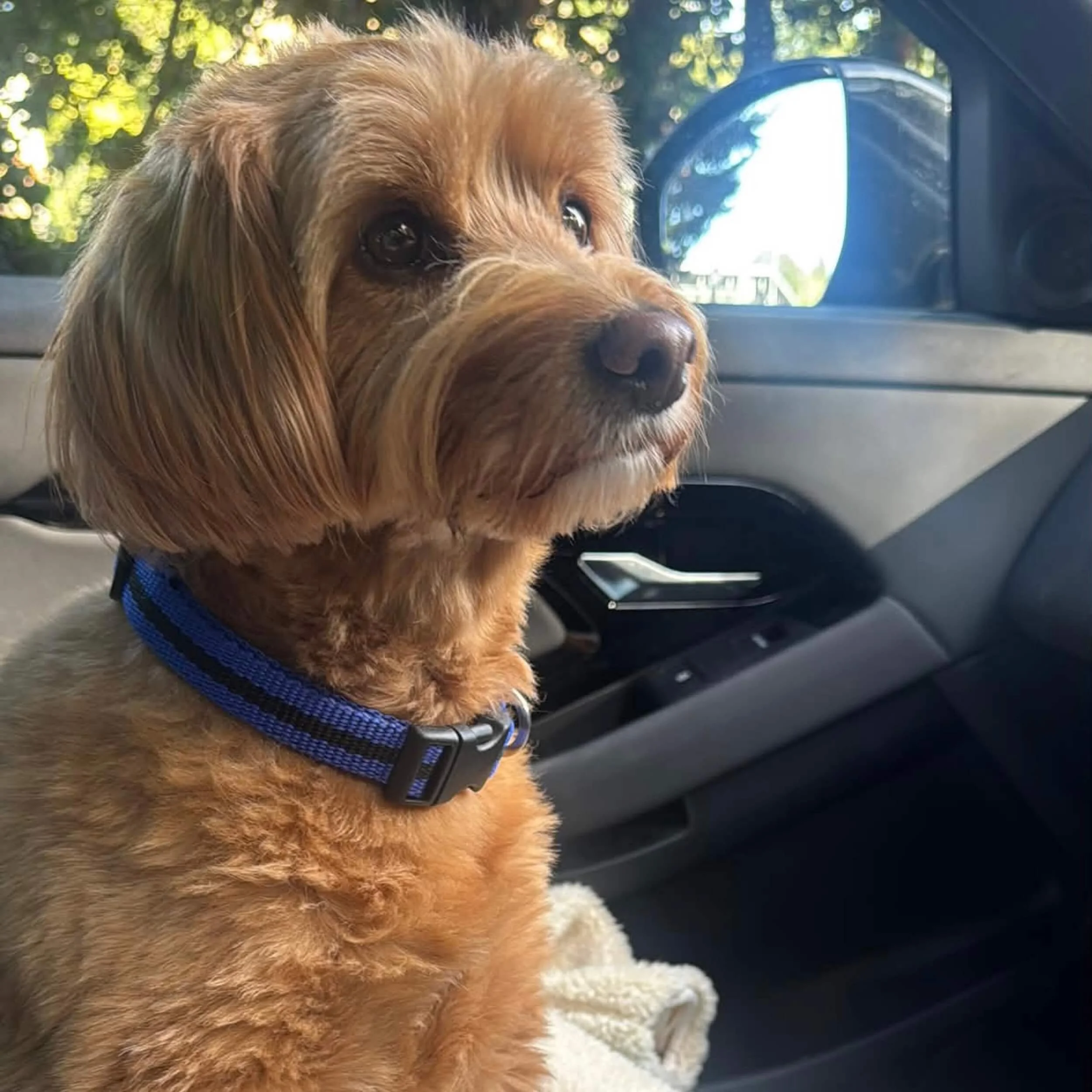 BLUE striped dog collar - 4 sizes