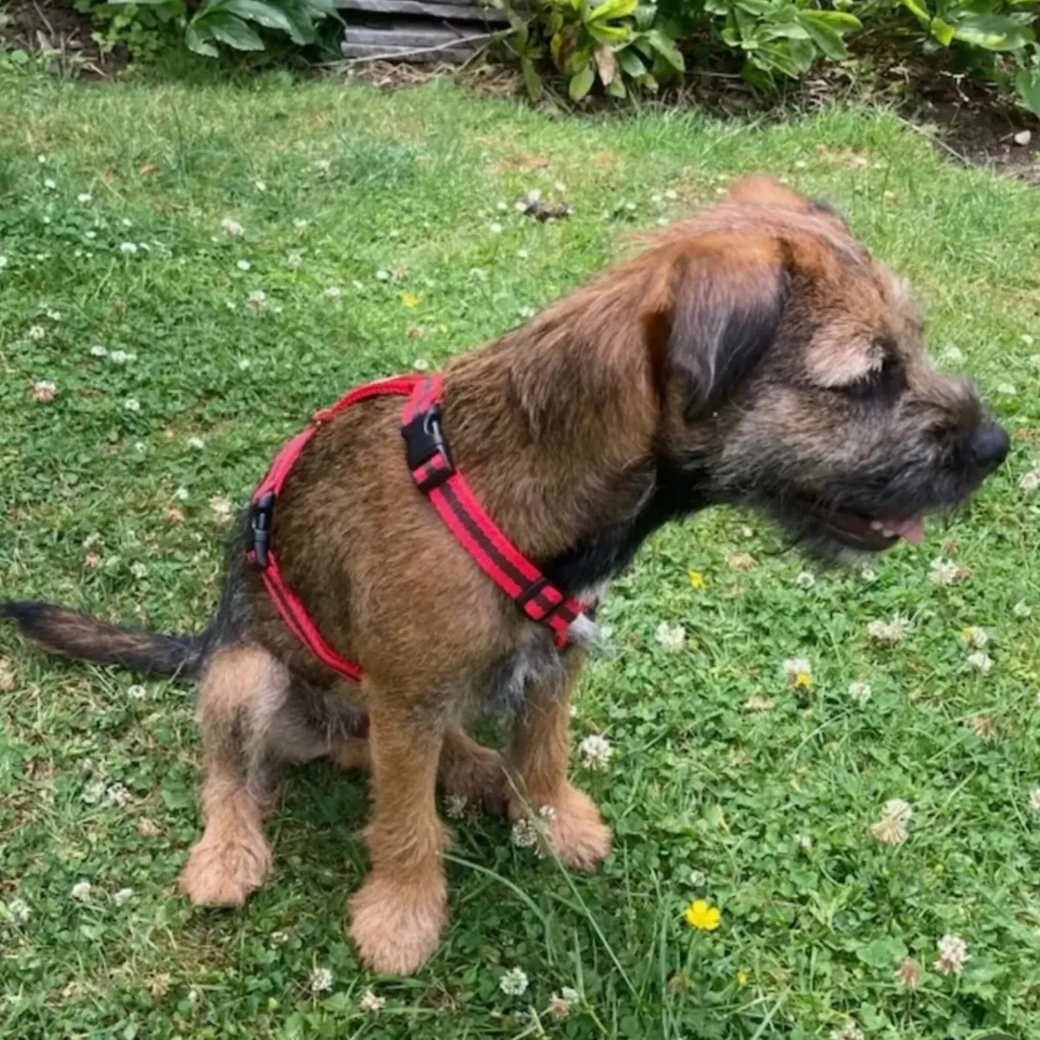 Border-puppy-SMALL-red-harness-reg-and-bob+%281%29.jpg