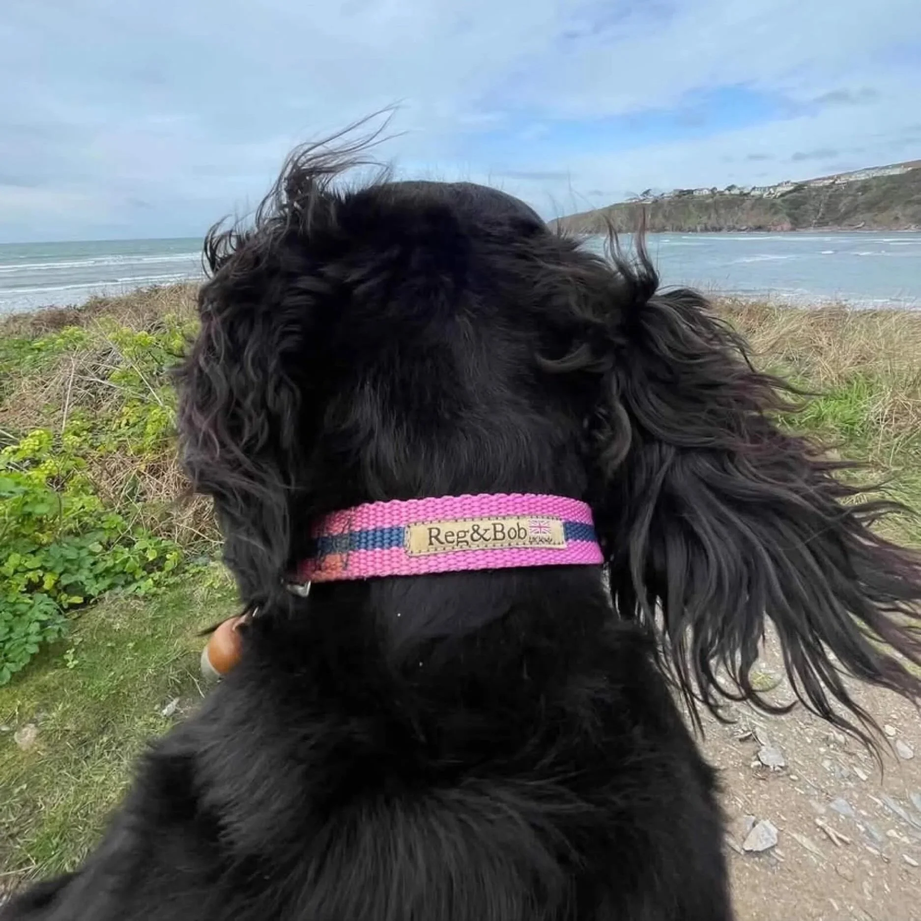 pink Reg&Bob collar worn by black spaniel looking out to sea