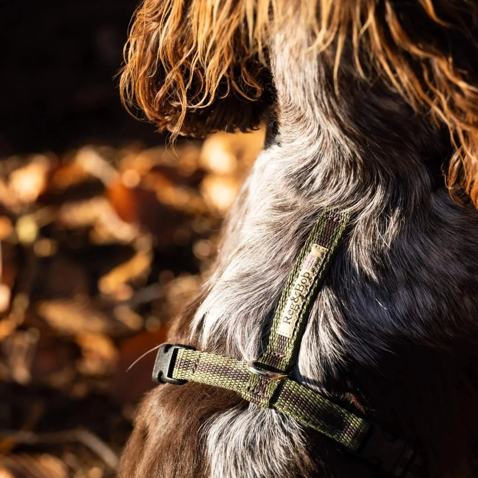 Harness Small/Medium - 7 colours