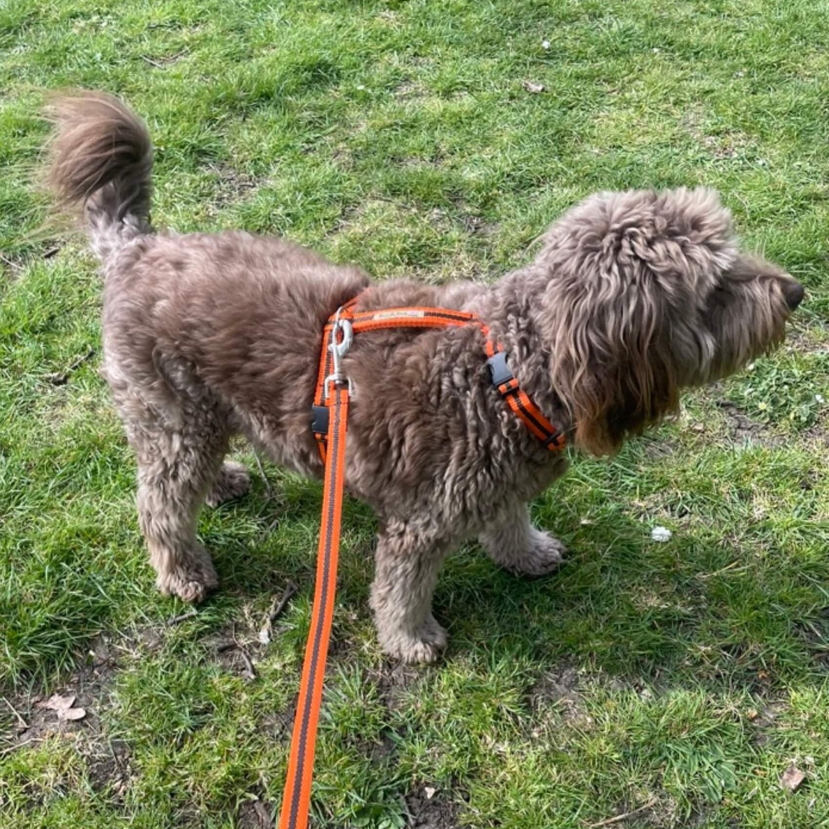 Brown cockapoo wearing the orange Reg&Bob expert designed dog harness