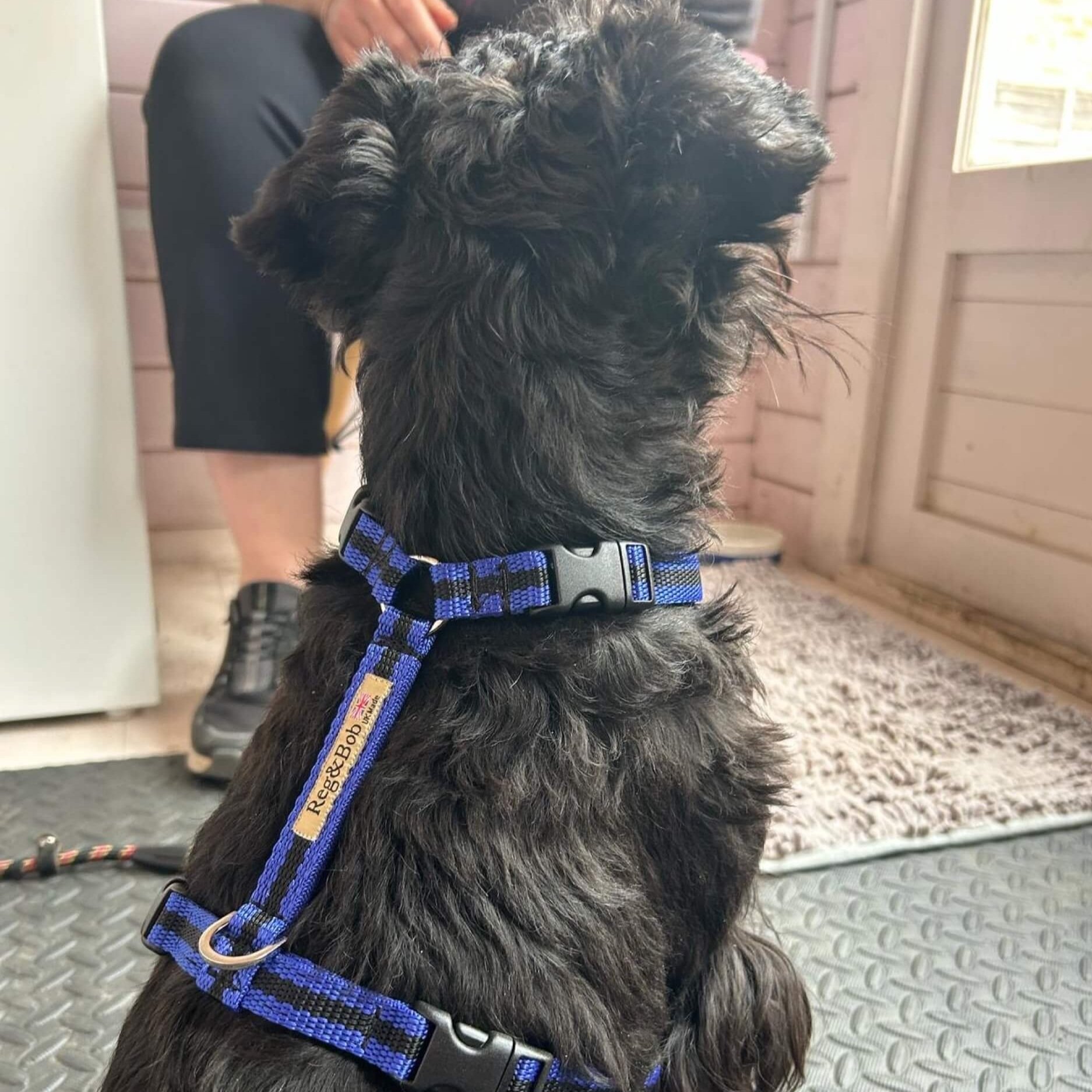 blue-striped-harness-terrier-reg-and-bob+%281%29.jpg