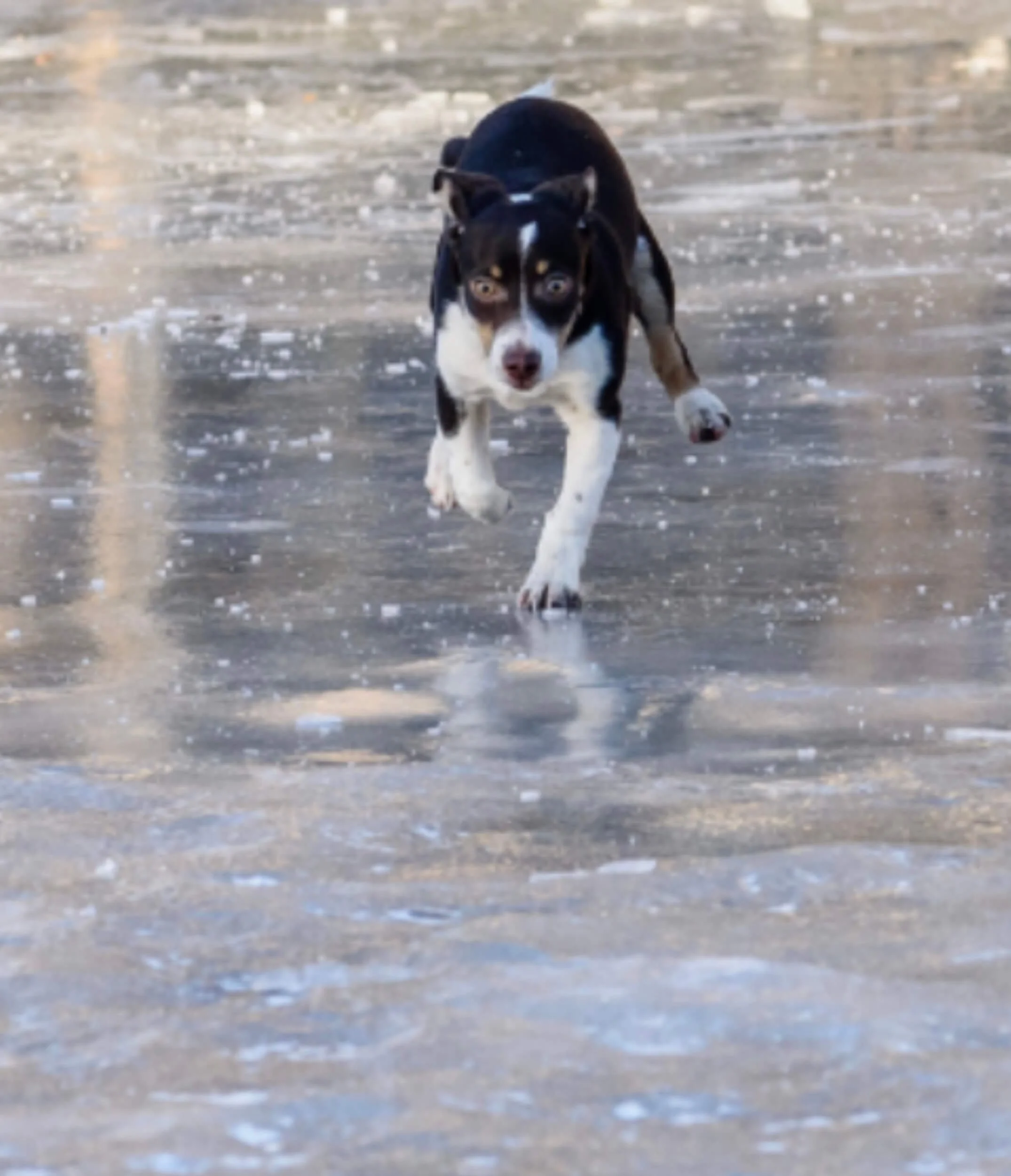 5 easy things to avoid to keep your dog in good muscular health. — Reg&Bob