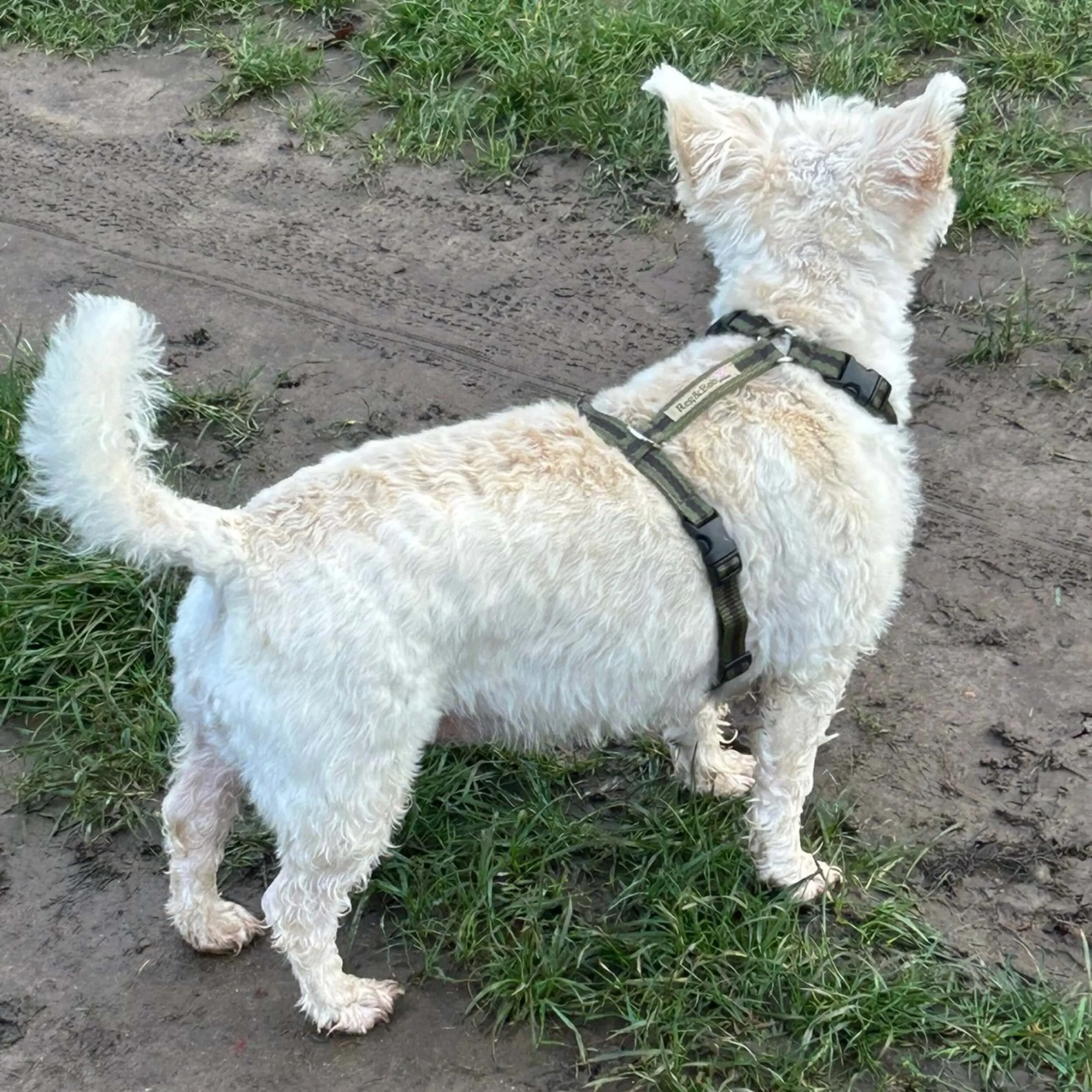 westiepoo in khaki y-shaped harness by Reg&Bob