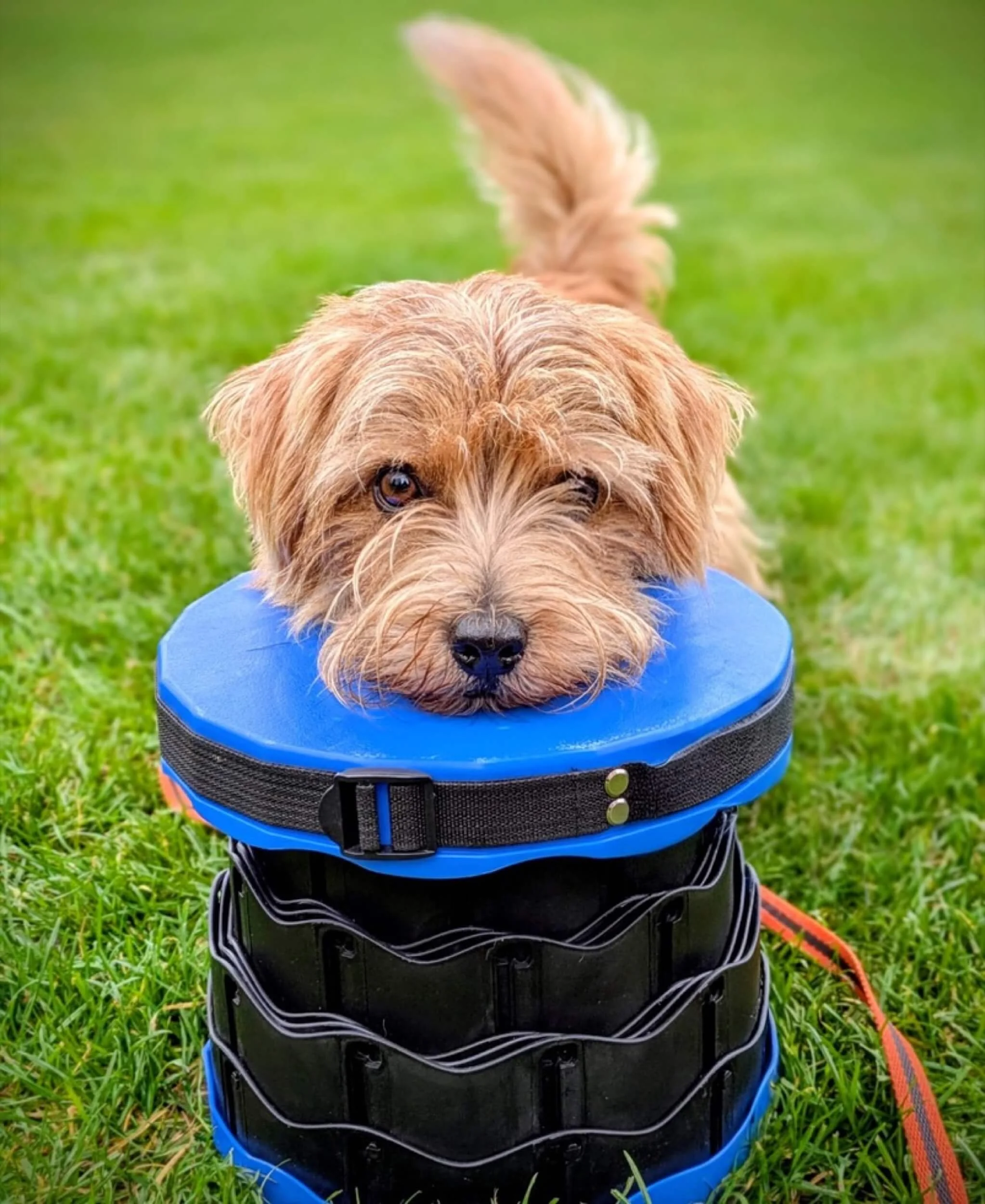Jim happily demonstrating the 'chin' command - tail is up and he's happy
